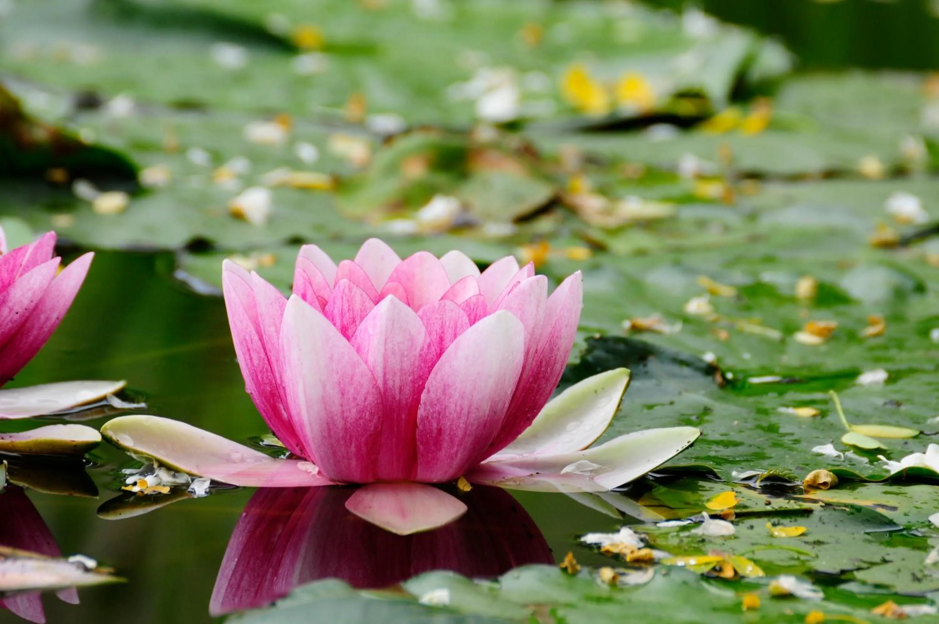 Summer in Hotel Schlossresidenz Heitzenhofen