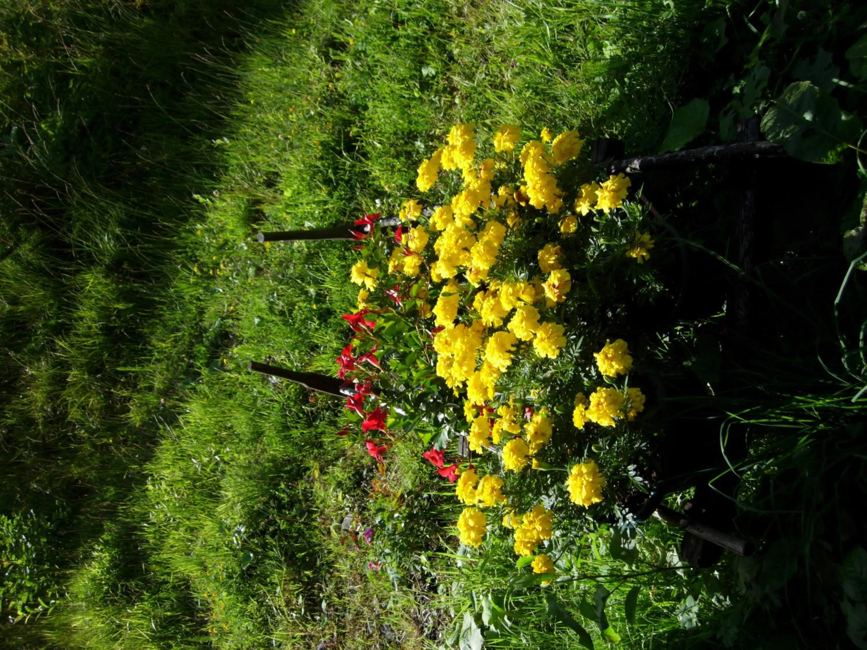 Natural landscape in Au Bois de Lune