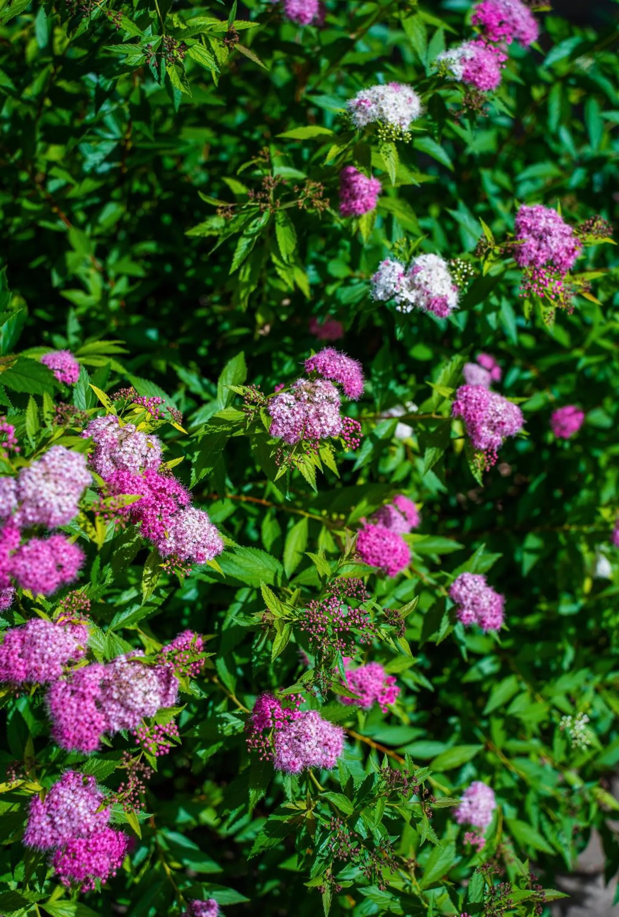 Summer in Villaggio Ca' Laguna