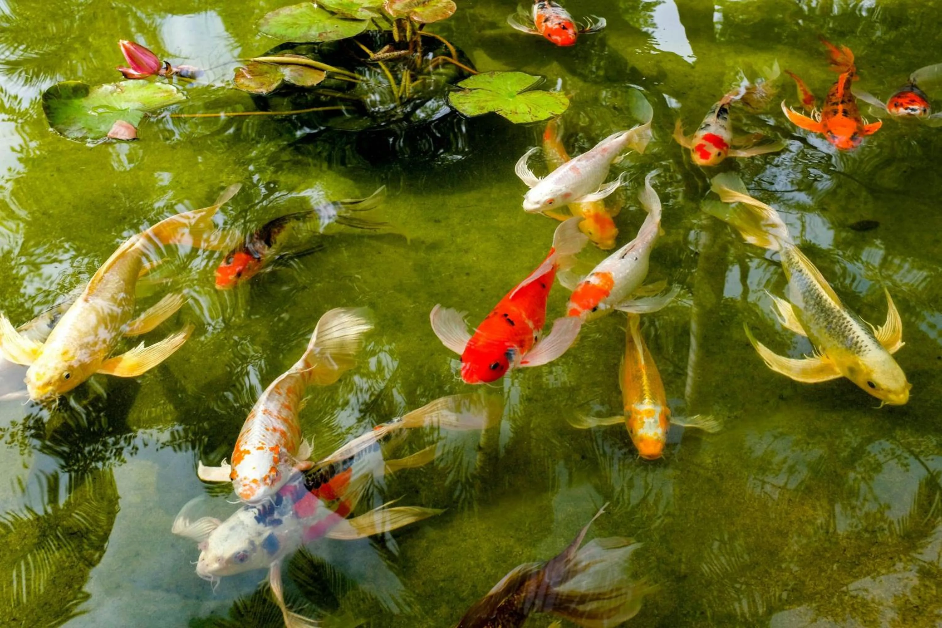 View (from property/room) in Sheraton La Jolla