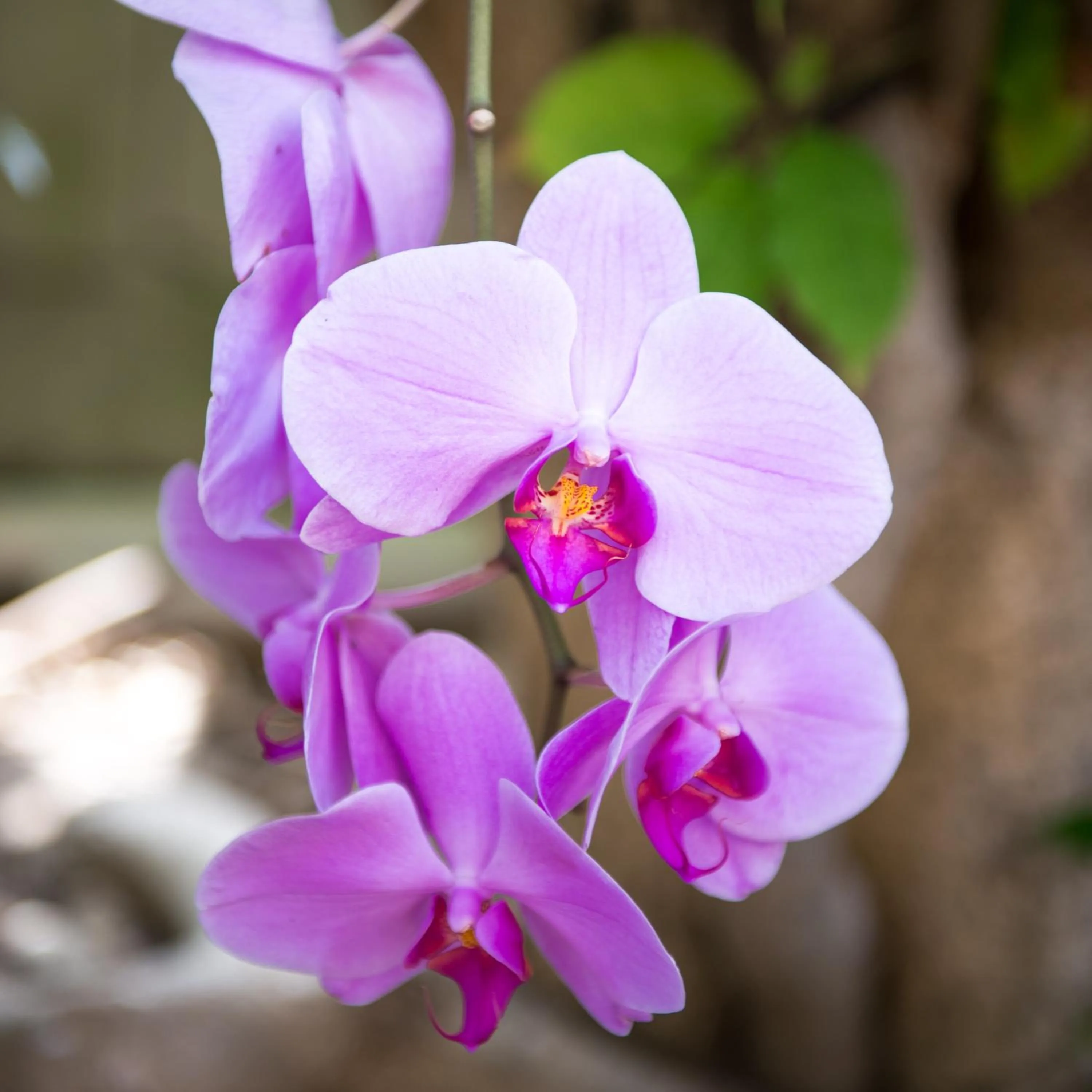 Garden in Shore Haven Resort Inn