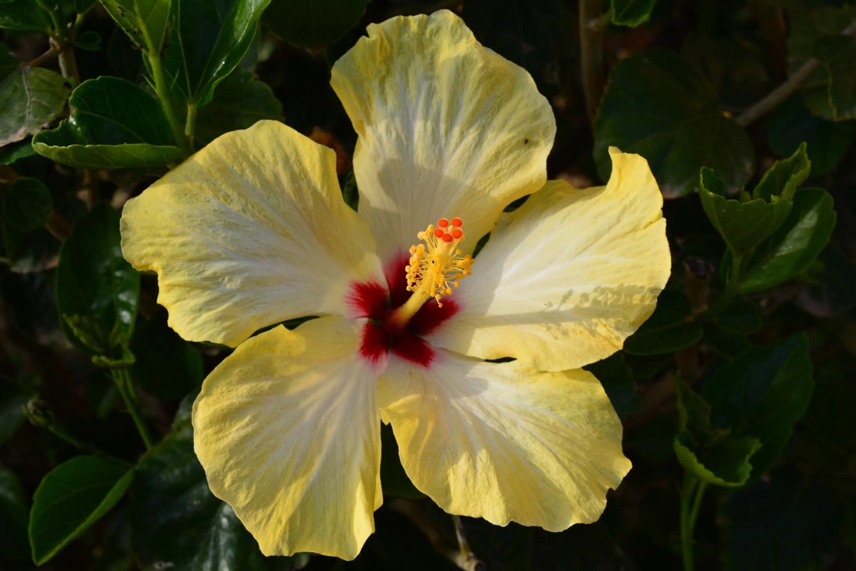 Spring in Lantana Resort Hotel&Apartments