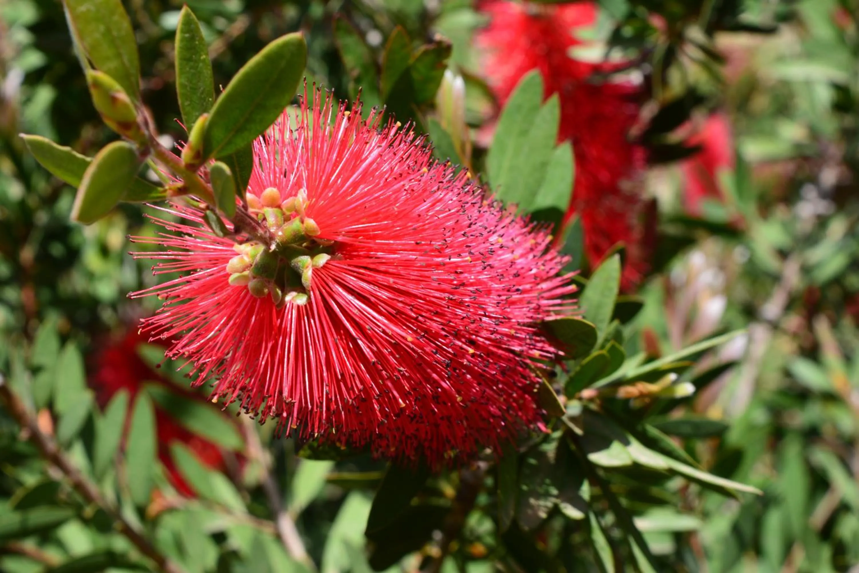 Spring in Lantana Resort Hotel&Apartments