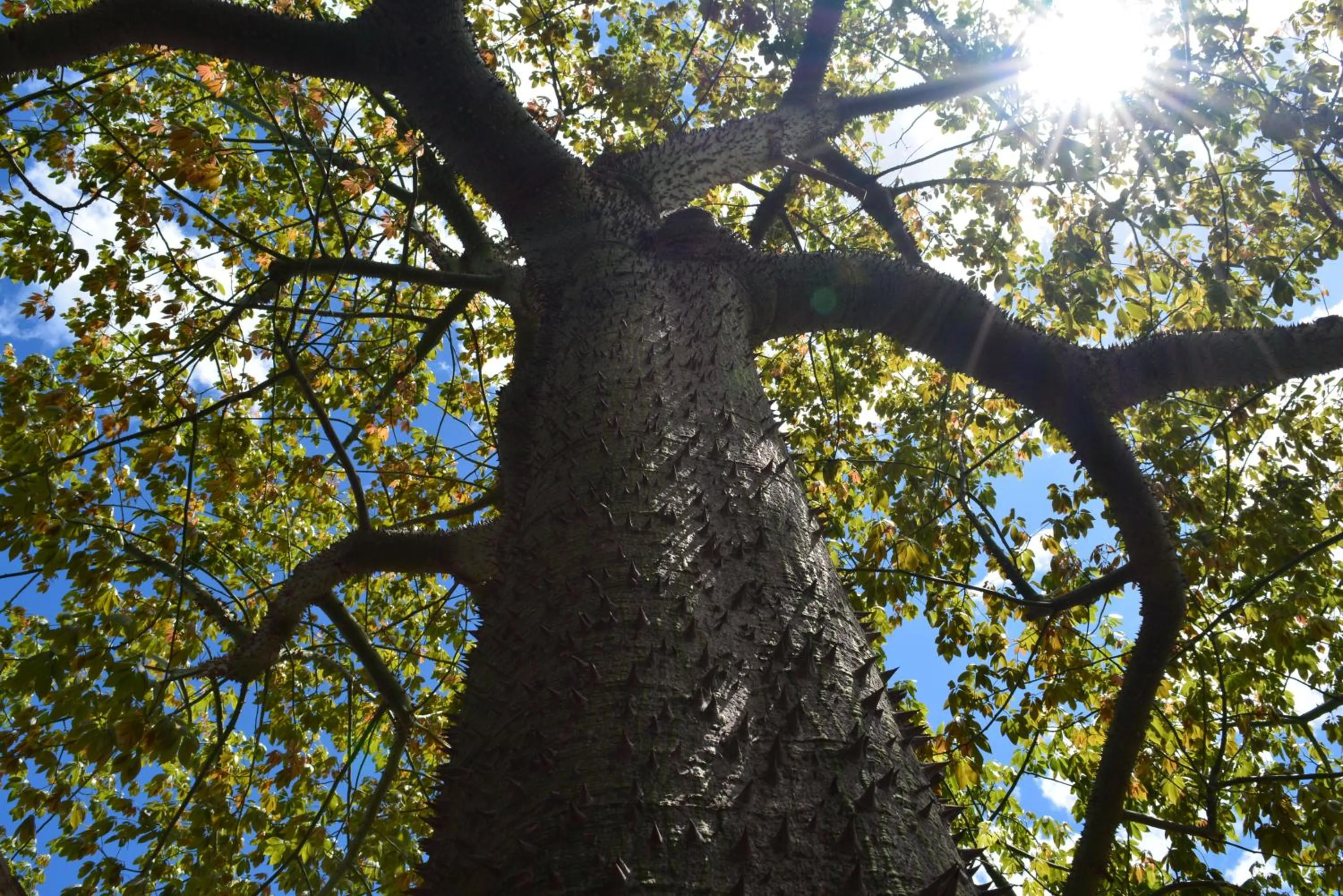 Garden in Lantana Resort Hotel&Apartments
