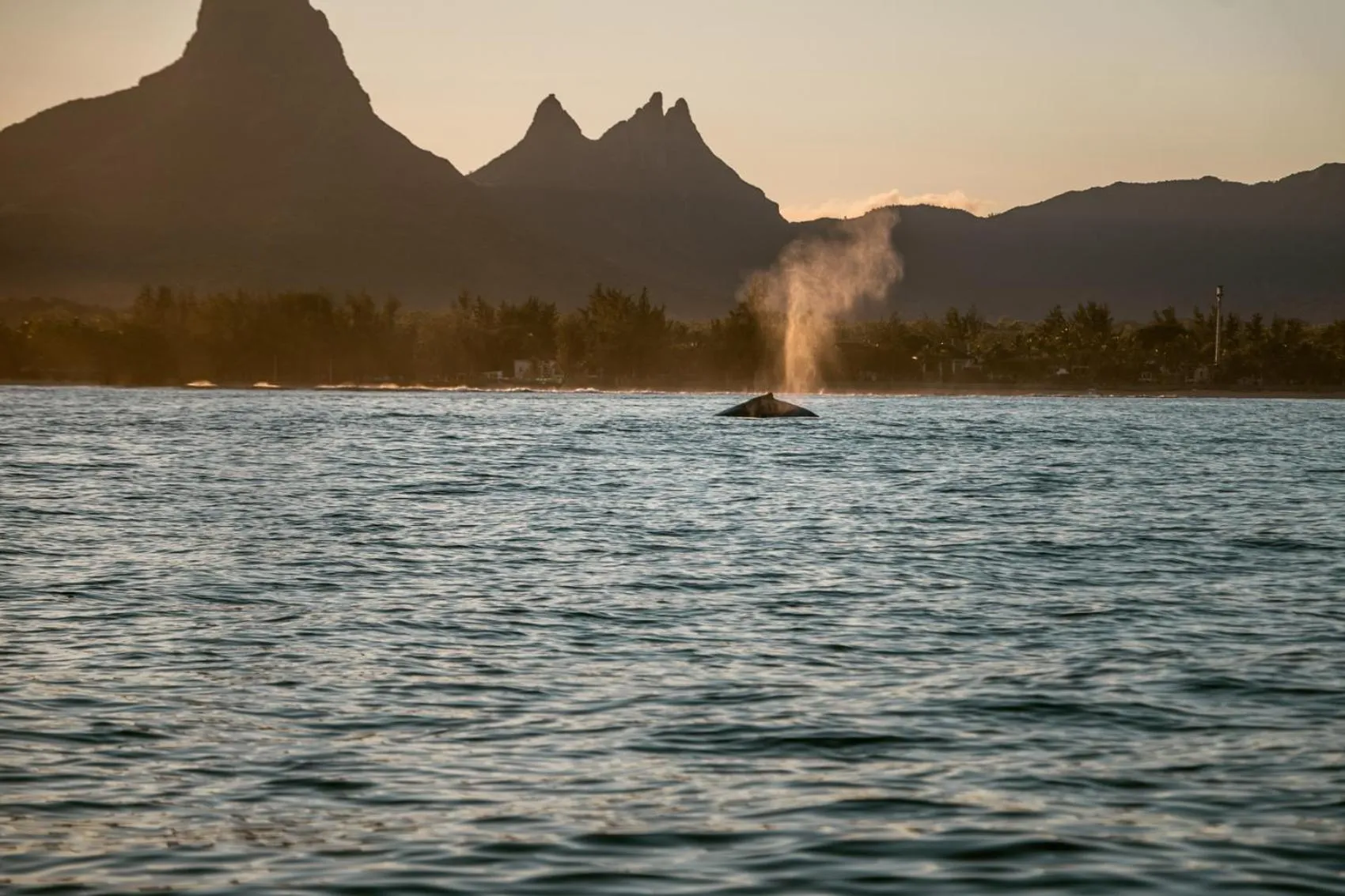 La Mariposa Mauritius