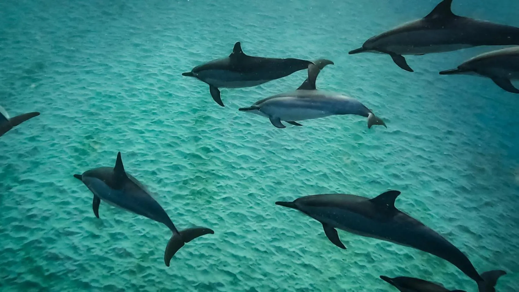 La Mariposa Mauritius