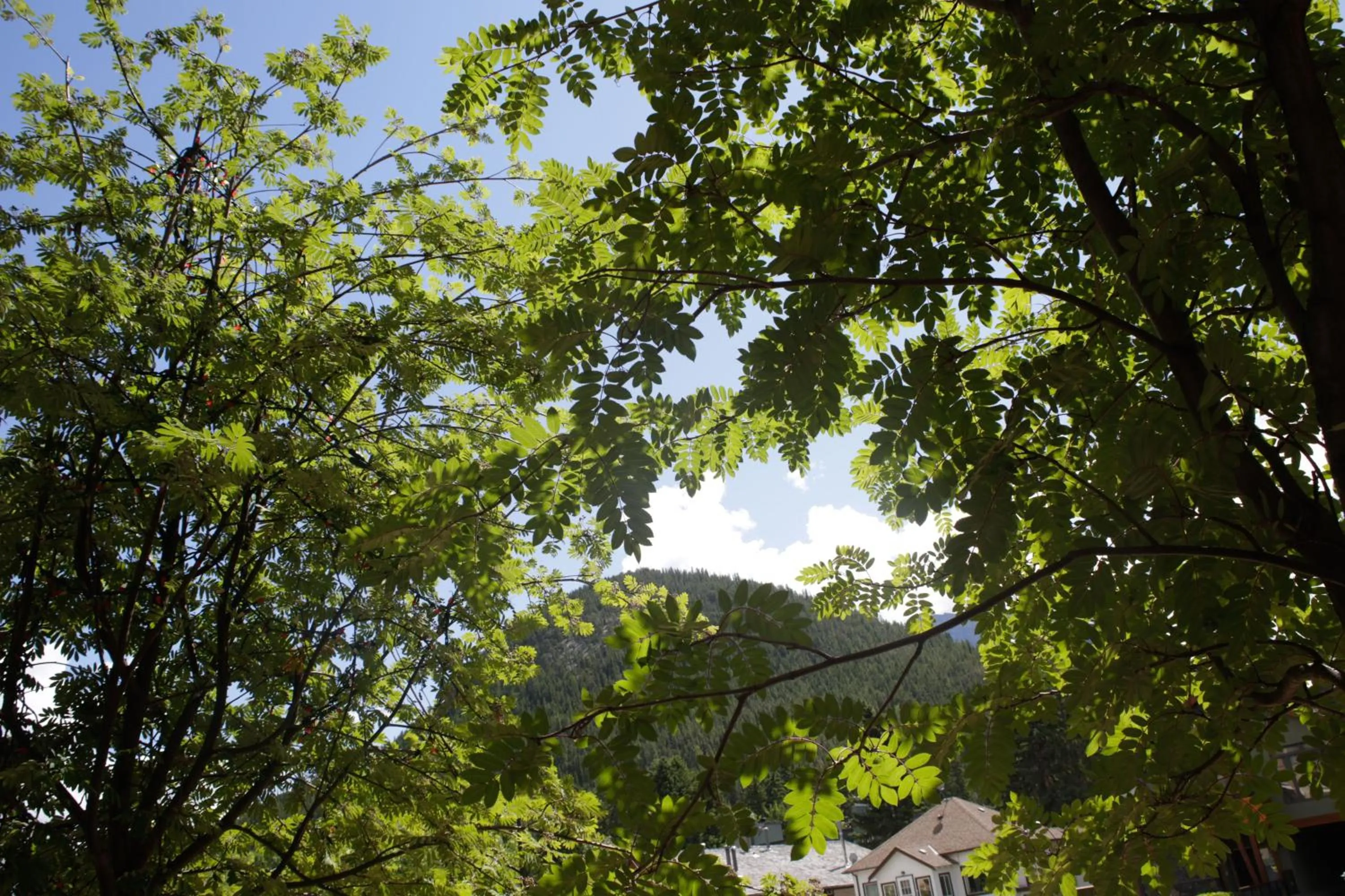 Neighbourhood in High Country Inn