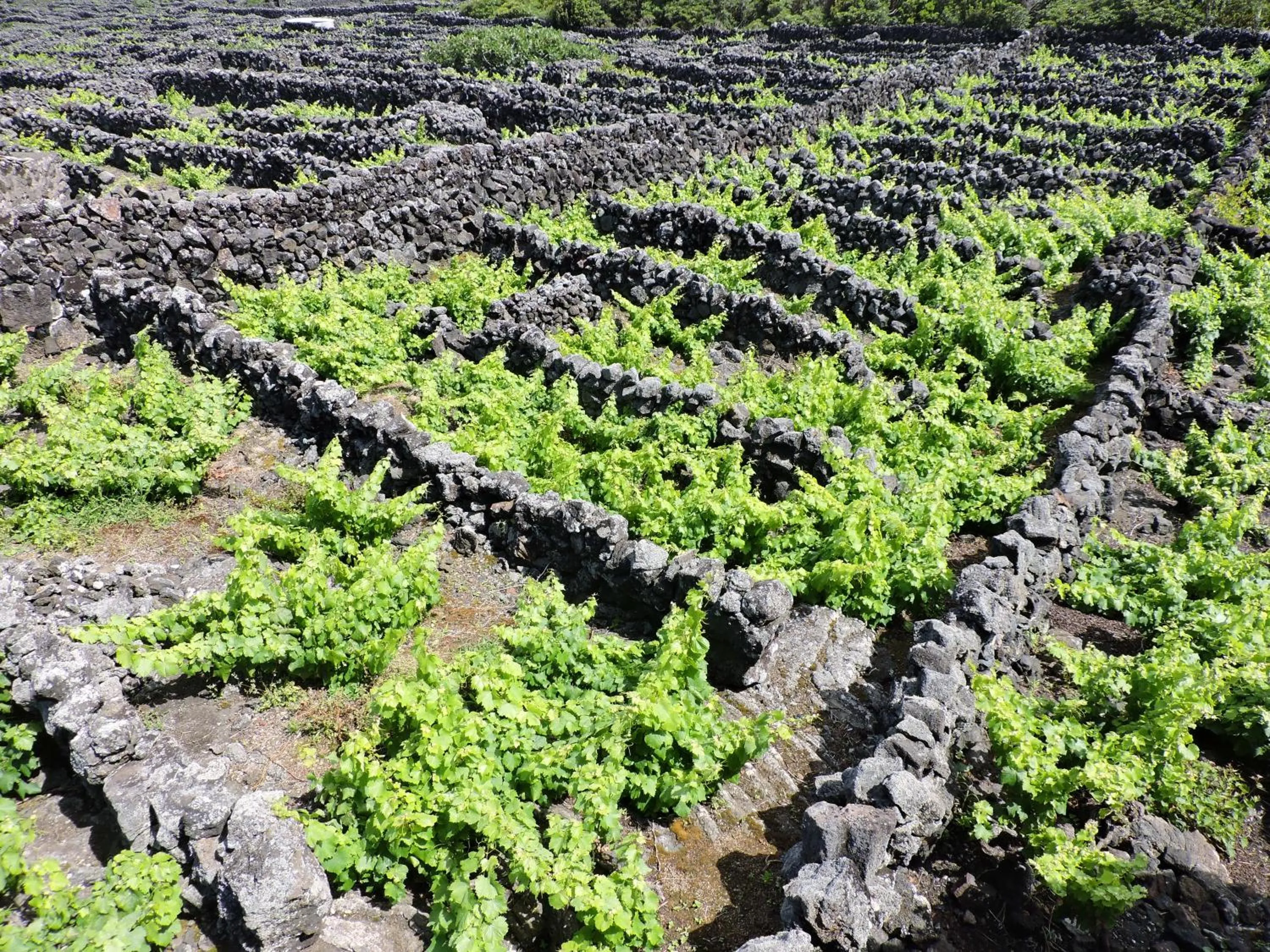 Summer in Vila Barca