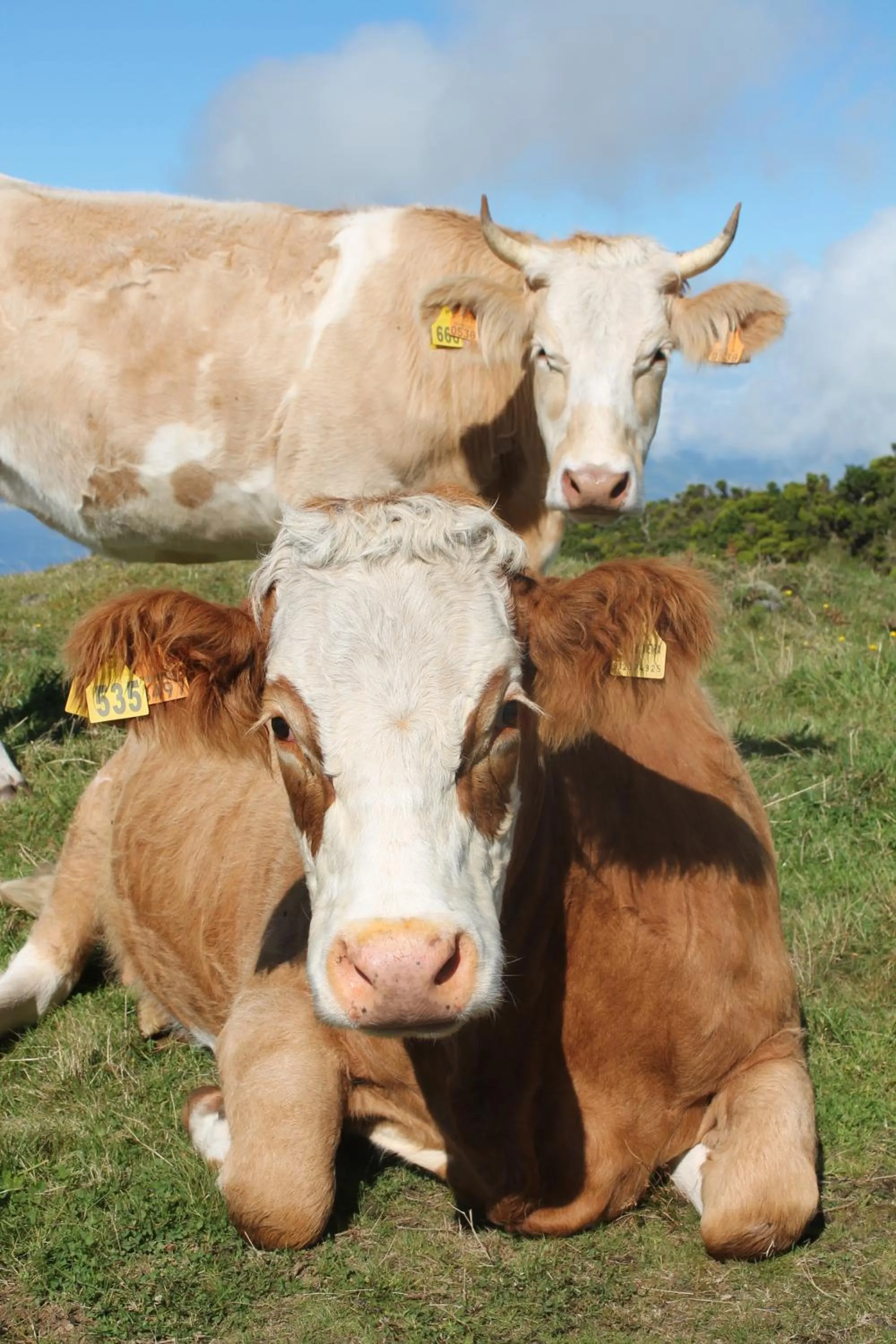 Natural landscape in Vila Barca