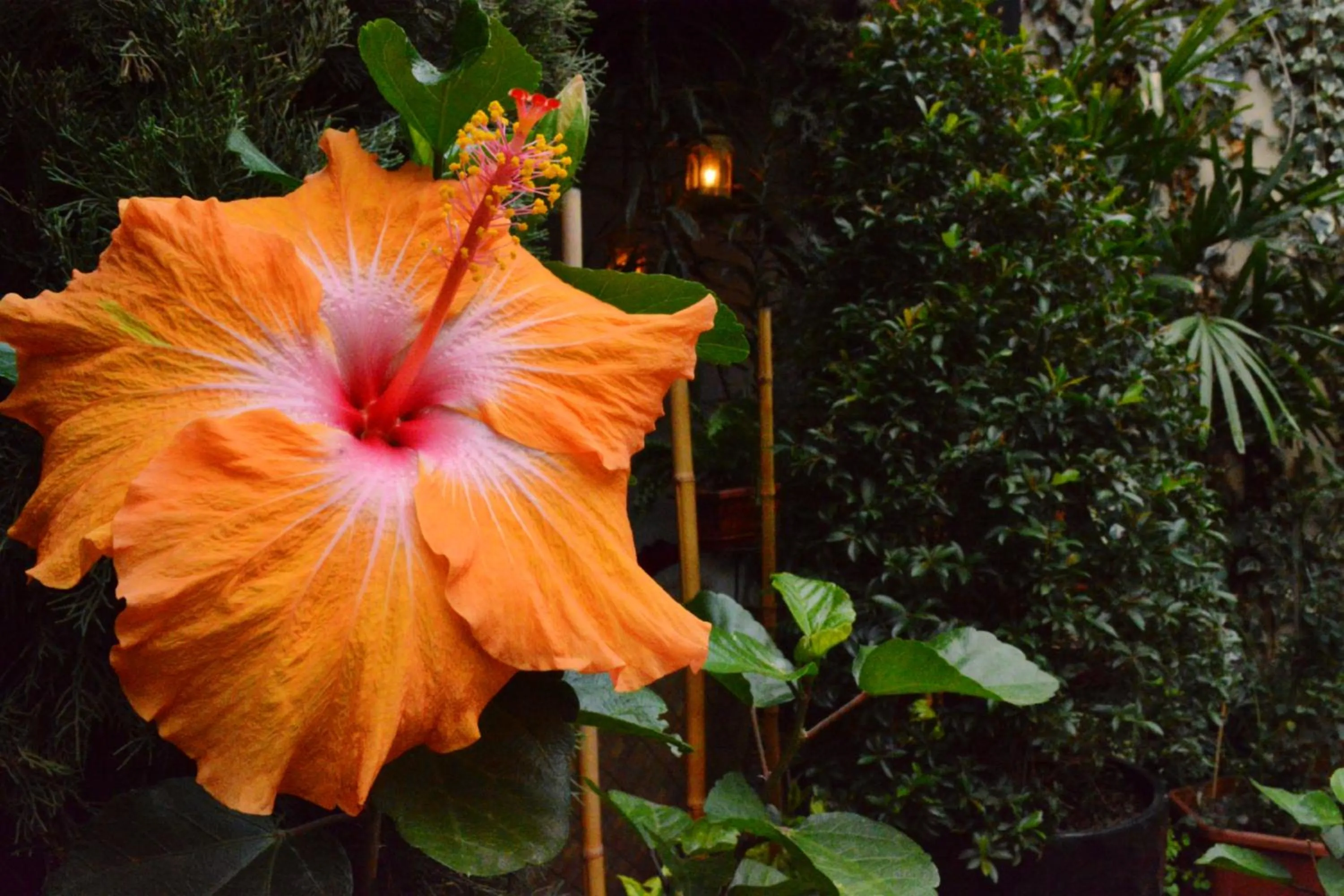 Natural landscape in Hotel La Farola