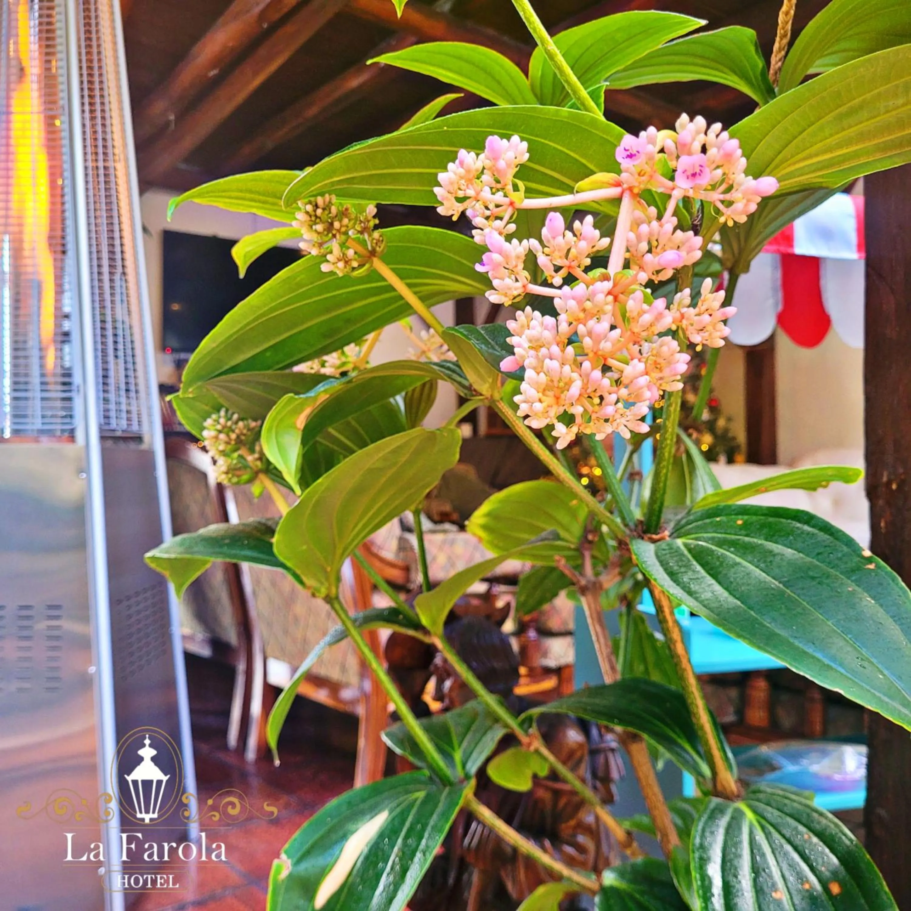 Garden in Hotel La Farola