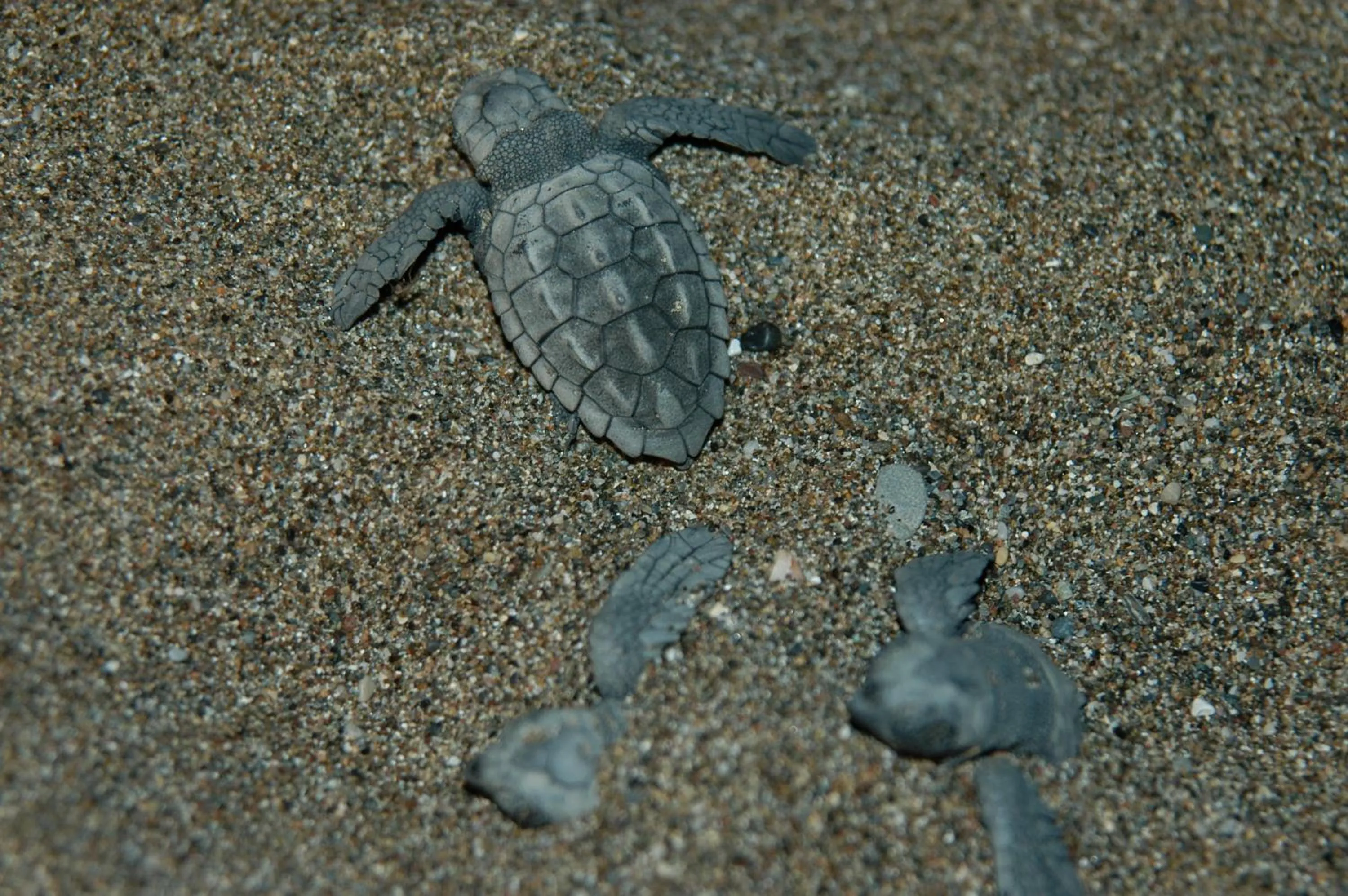 Animals in Minta Apartments