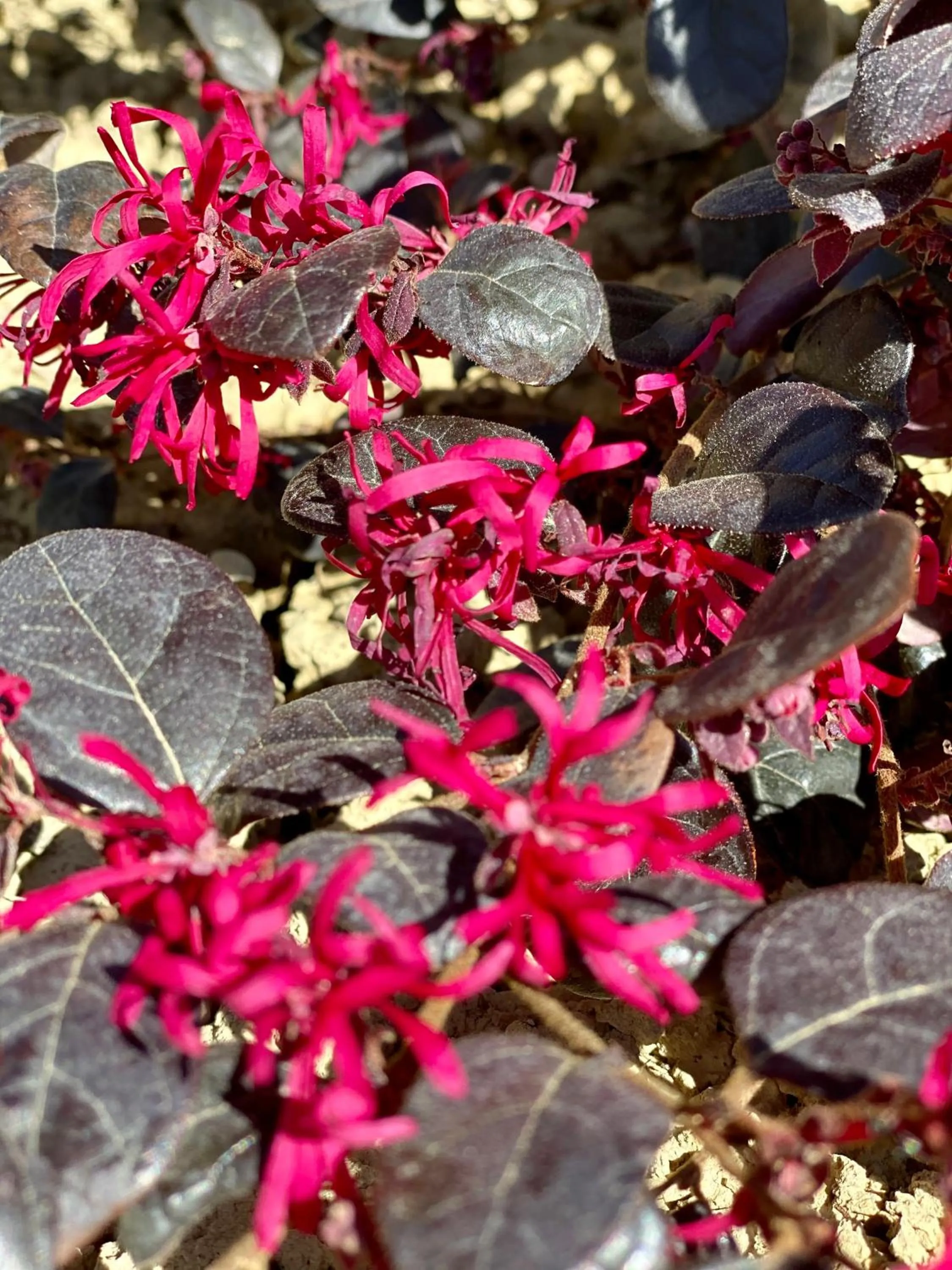 Garden in Villa Francesca
