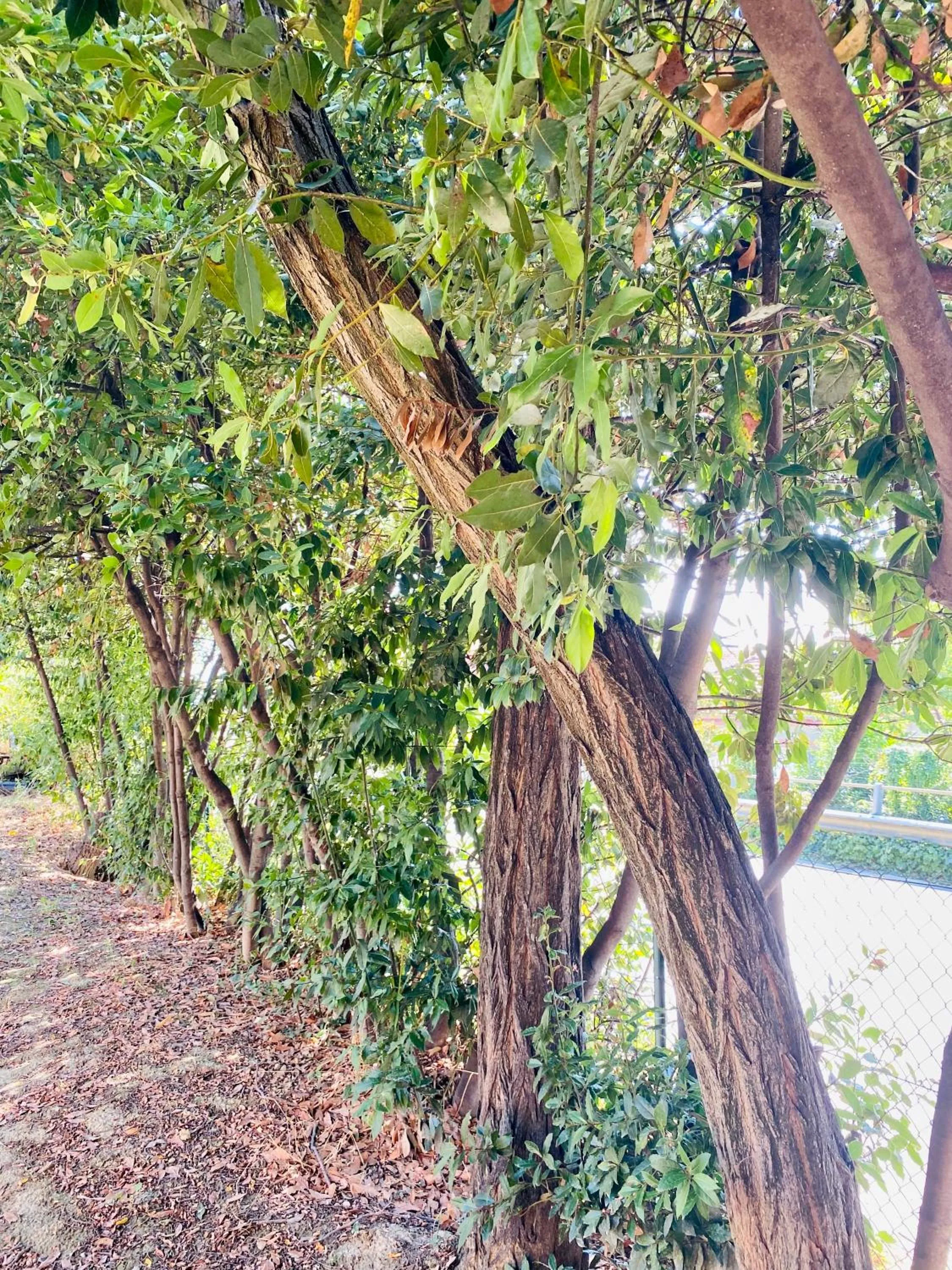 Natural landscape in Villa Francesca