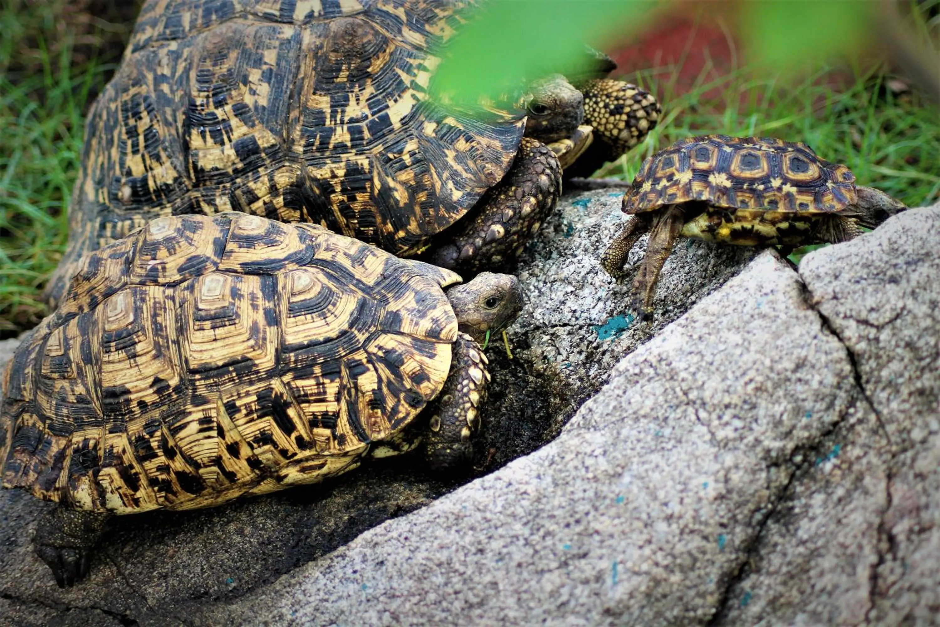 Animals in Wag Hill Lodge & Spa