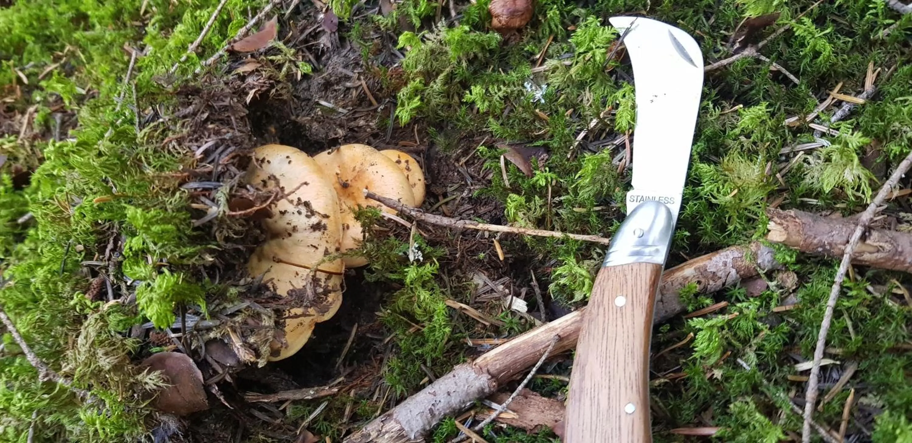 Les Blanches Provençales