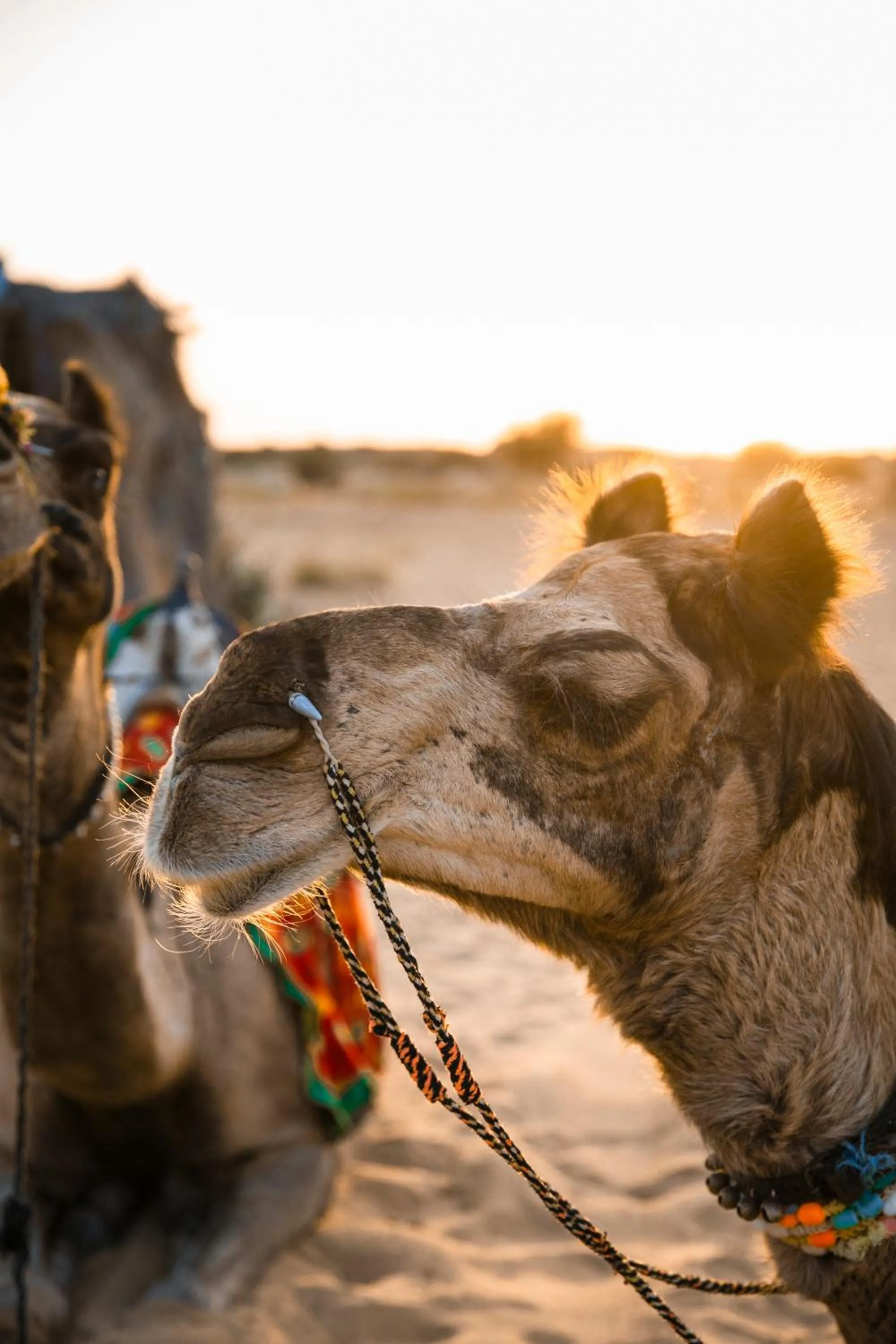 Animals in Casa De Kaku Jaisalmer