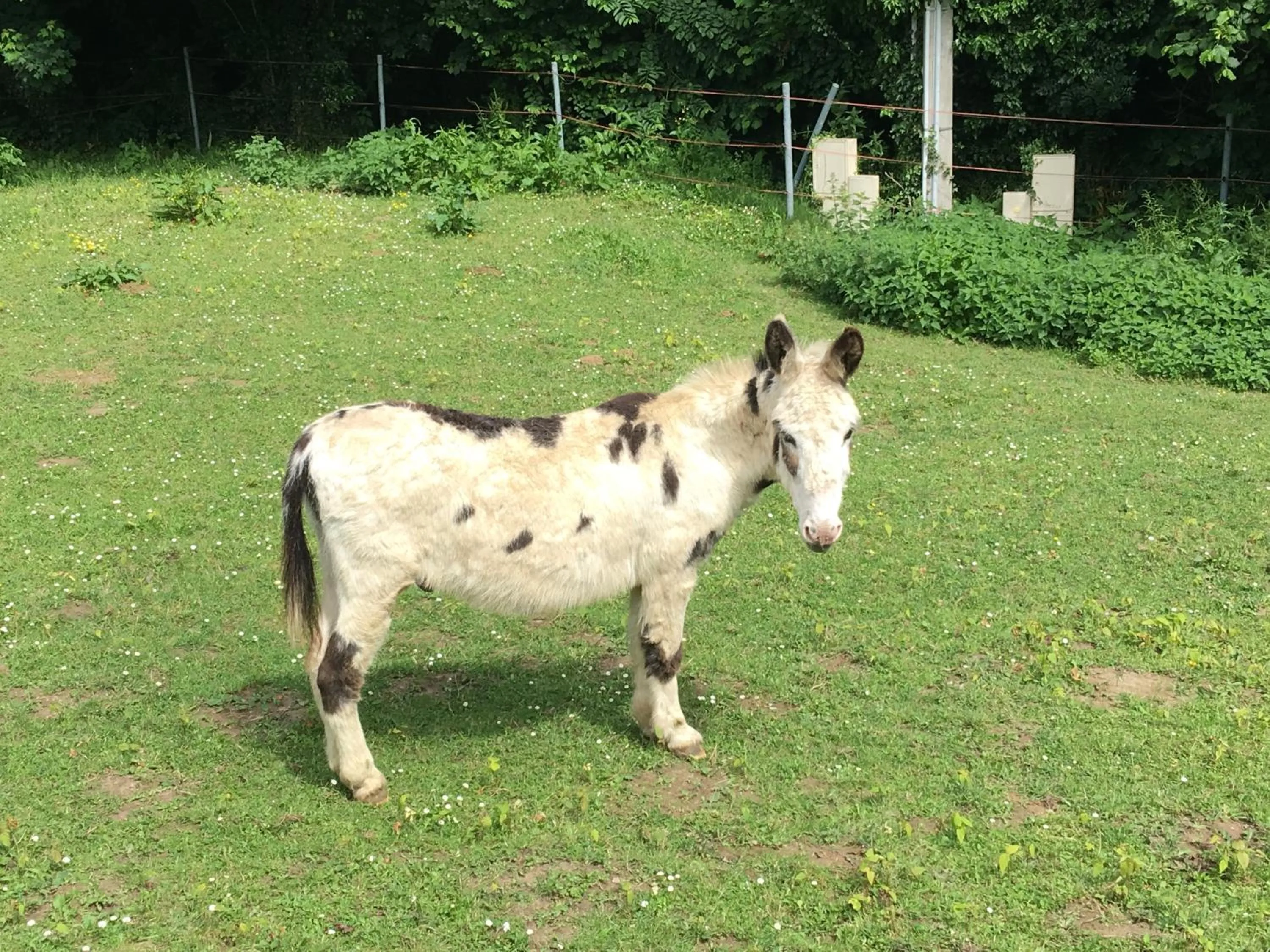 Pets in Les chambres de La Métairie du Dick