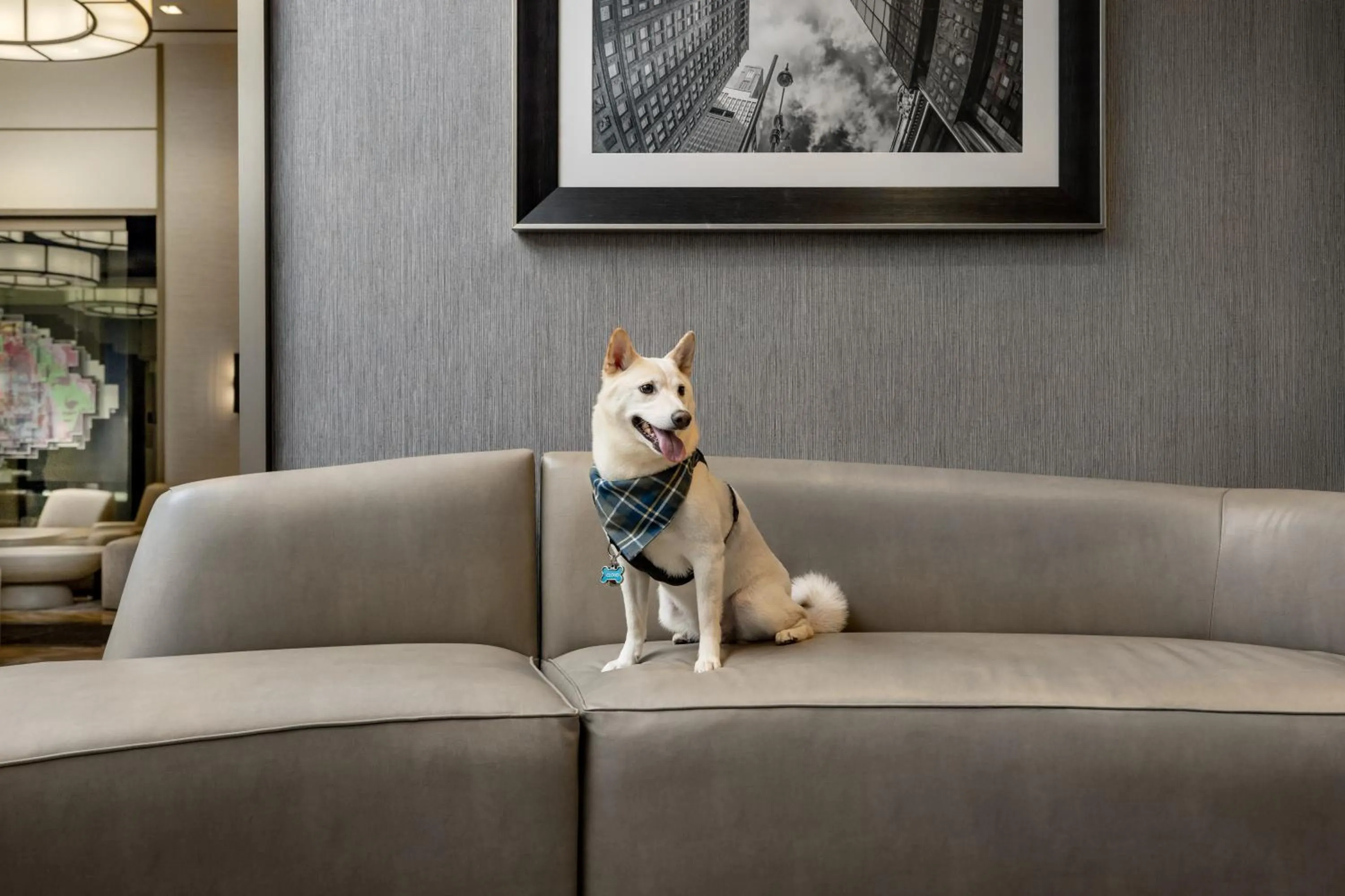 pet friendly in The Muse New York