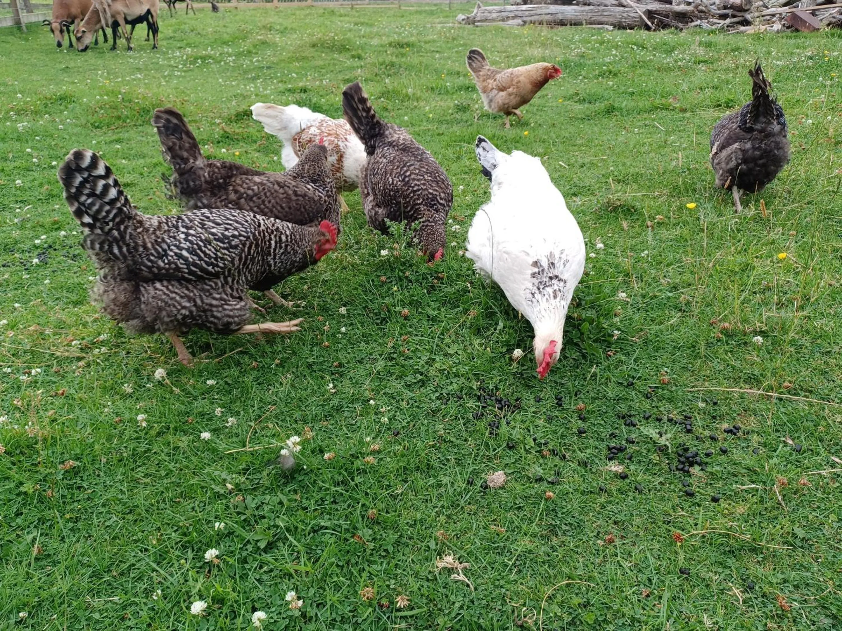 View (from property/room) in Green View Lodges