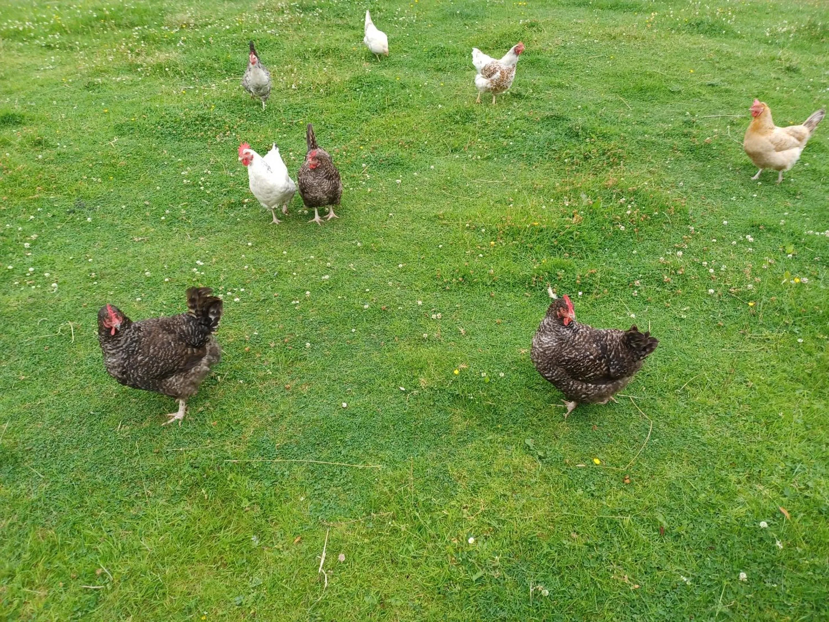 View (from property/room) in Green View Lodges