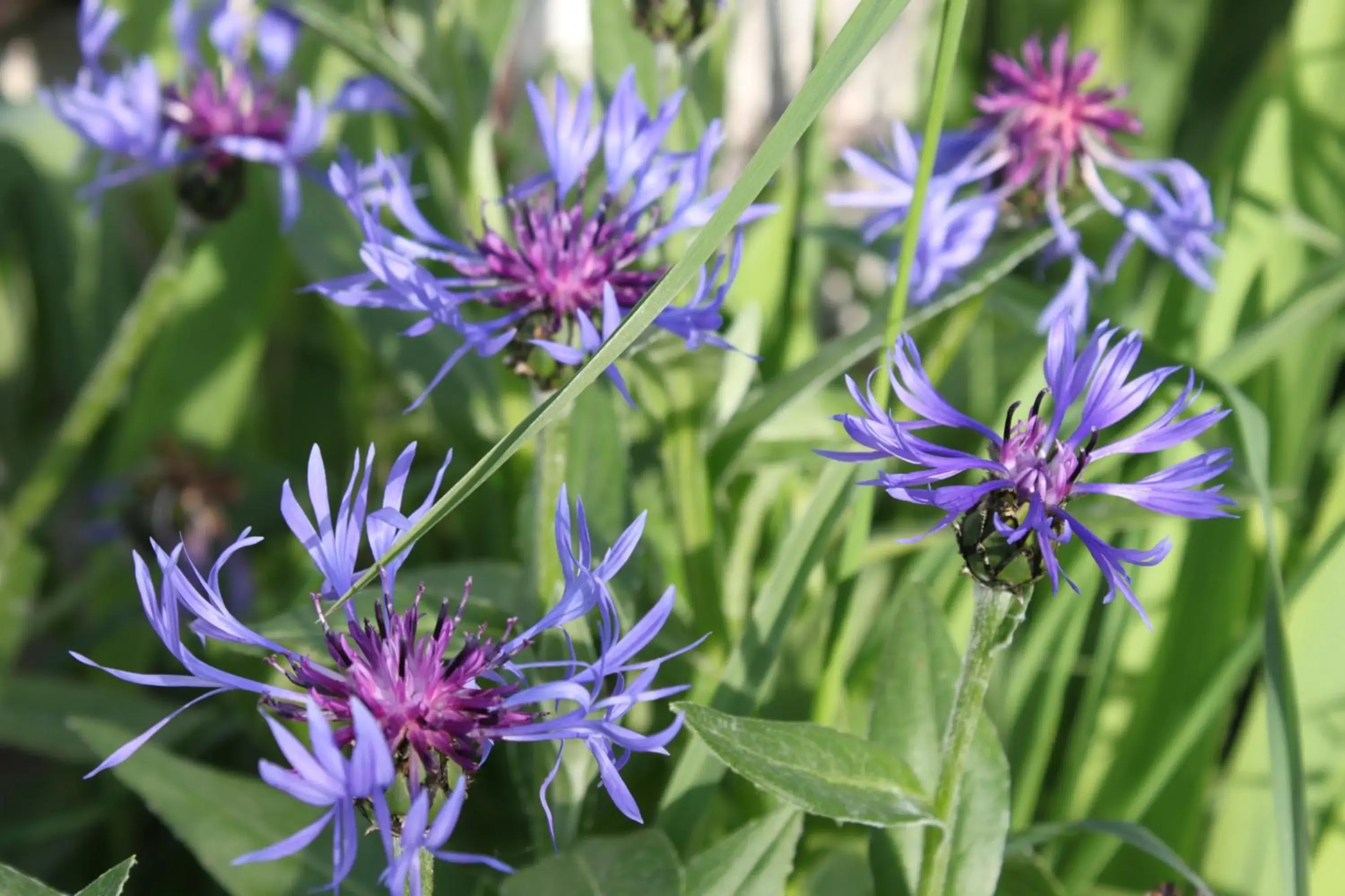 Superior King Suite - single occupancy in Au fil du temps Superior King Suite - single occupancy in Au fil du temps