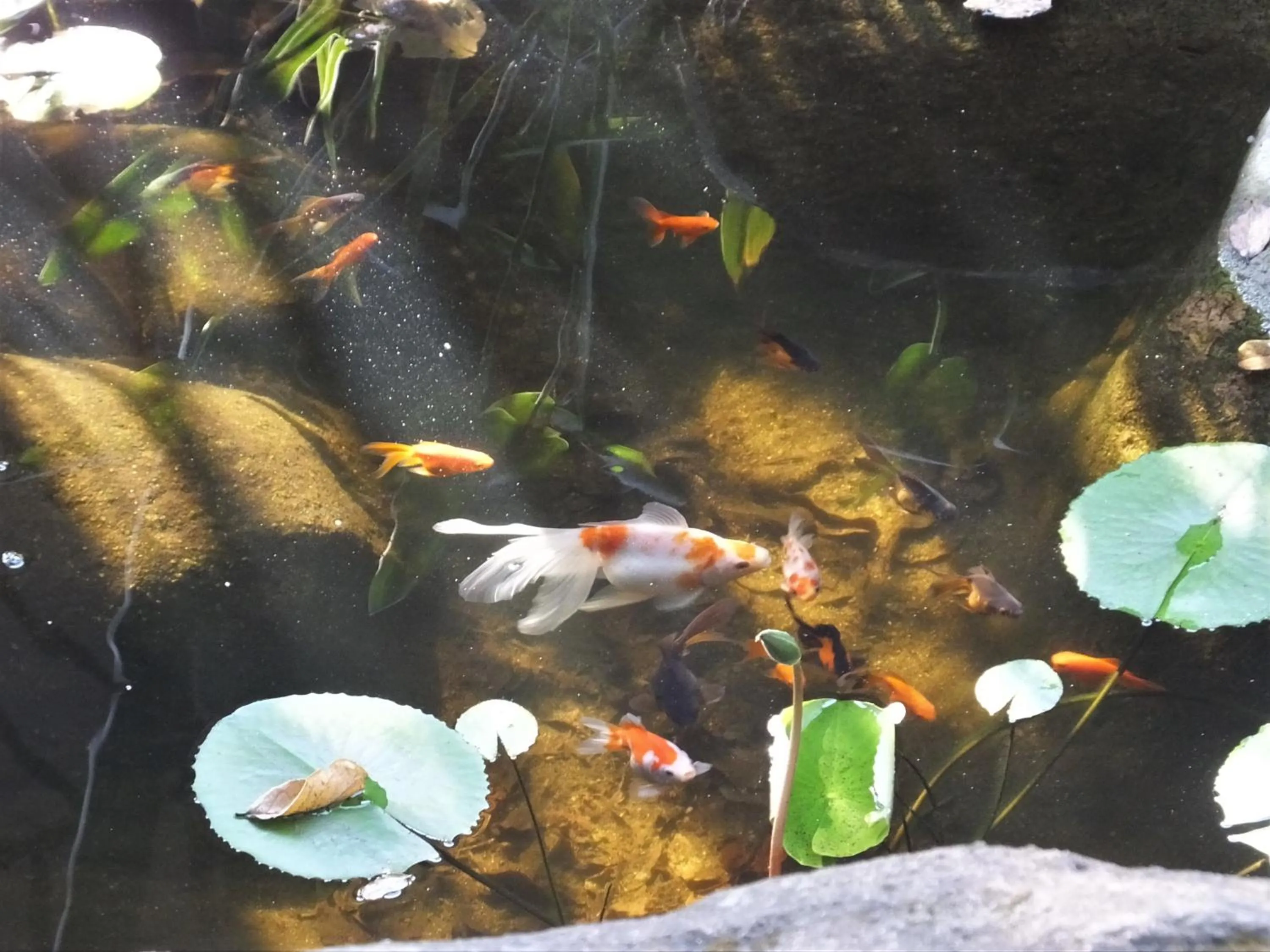 Animals in Tatenda Guest House