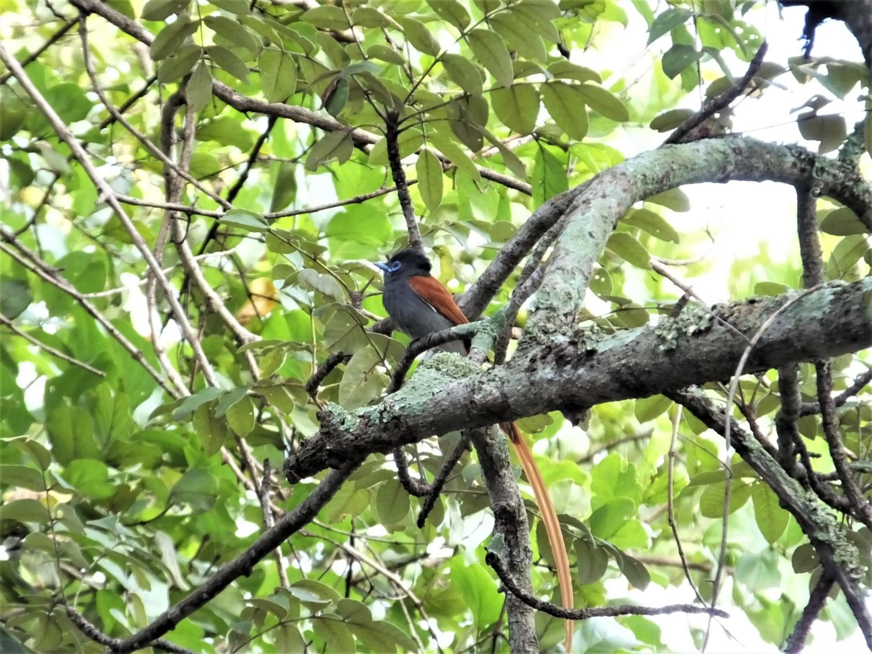 Animals in Tatenda Guest House