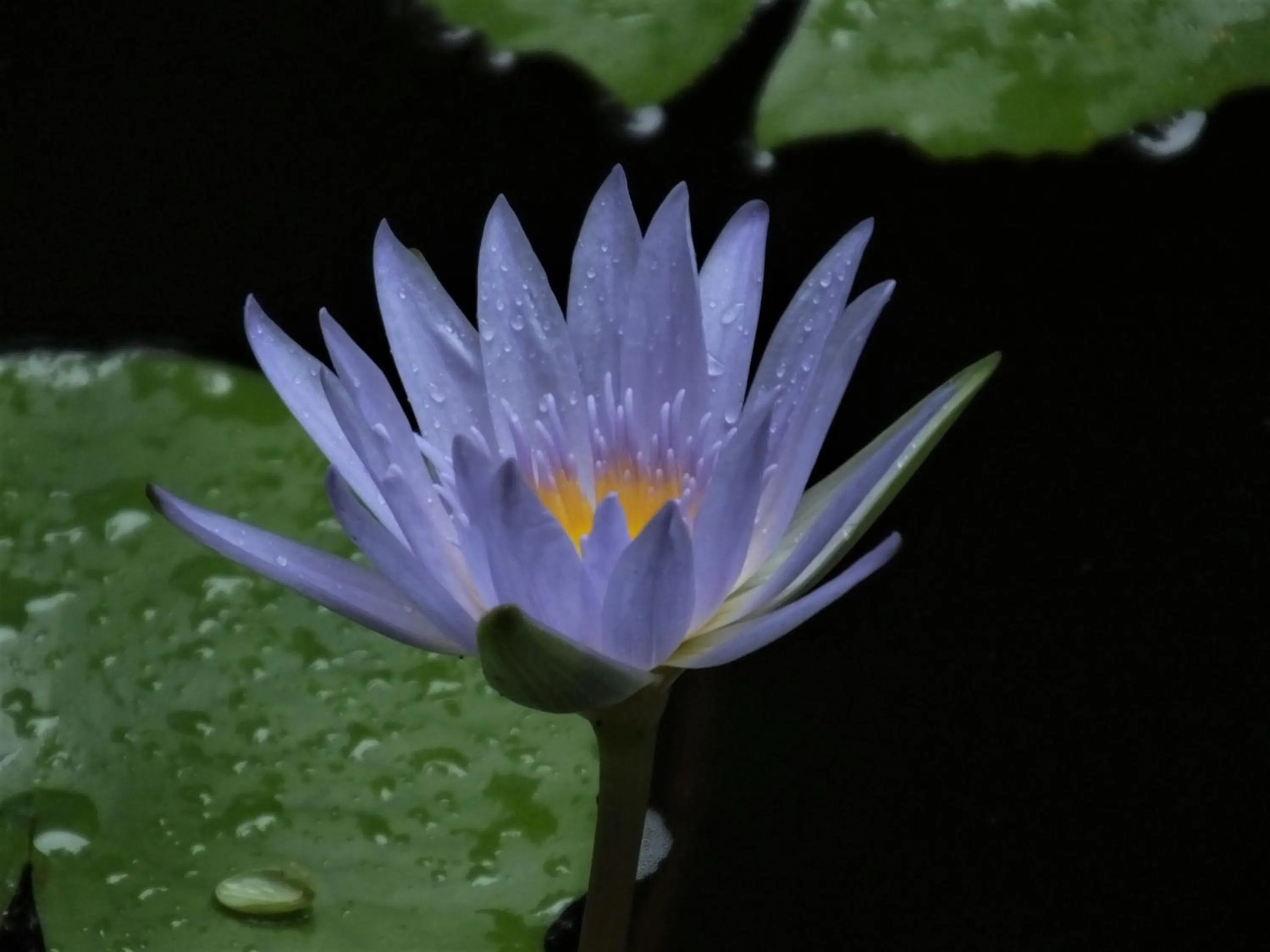 Garden in Tatenda Guest House