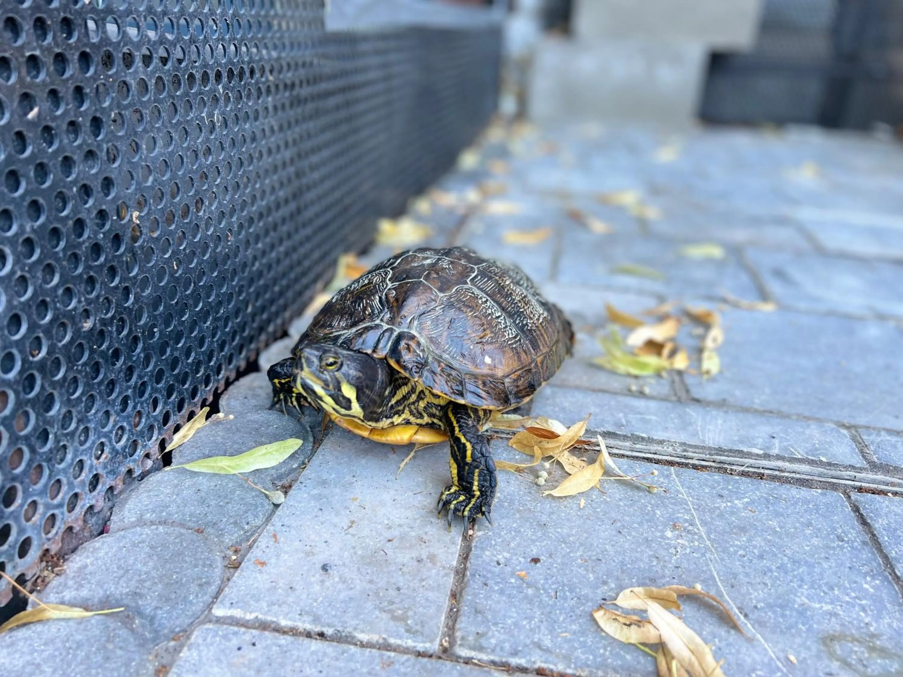 Mes Caprices B&B Villa Mosan Bord de Meuse