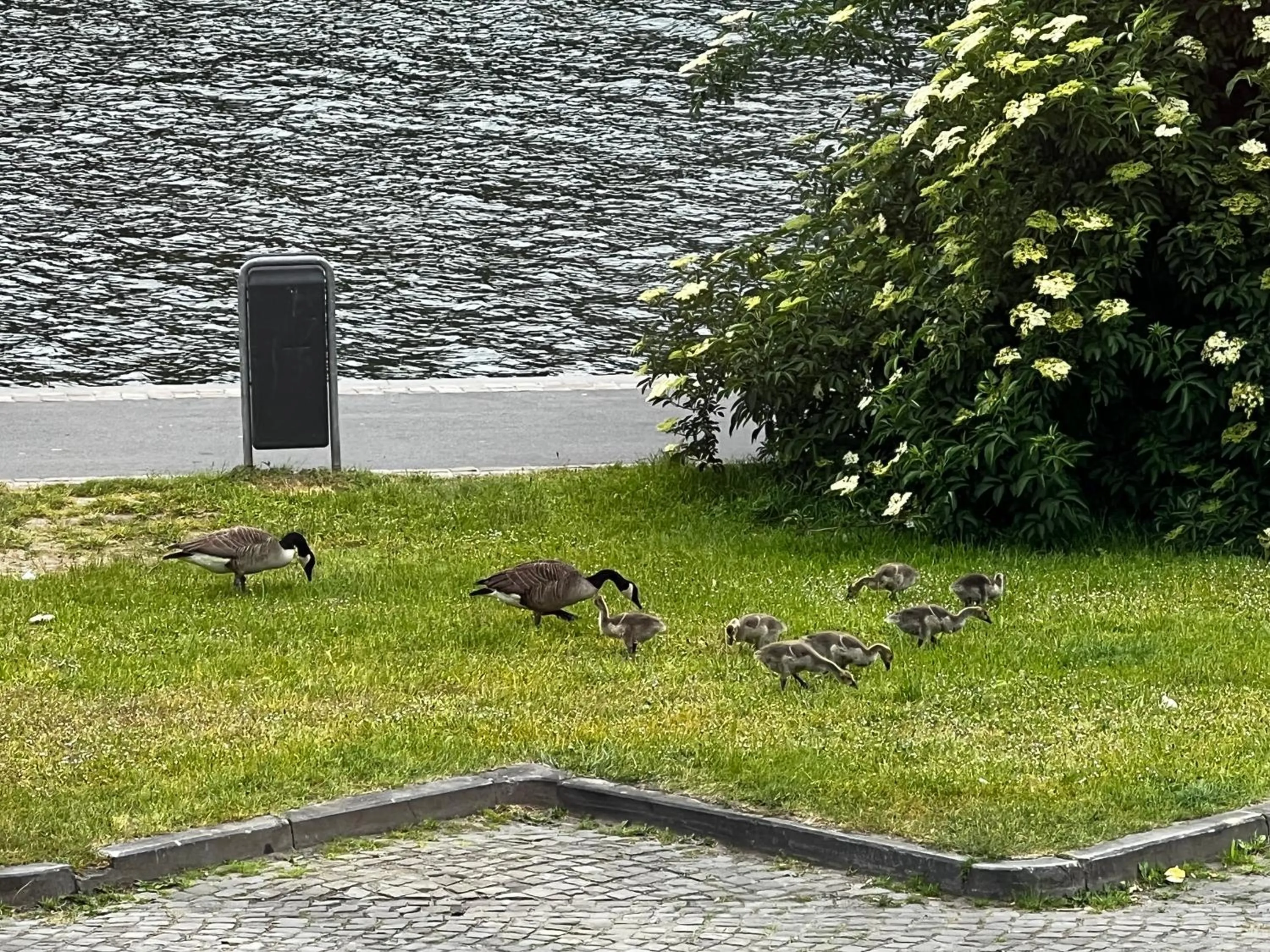 Spring in Mes Caprices B&B Villa Mosan Bord de Meuse