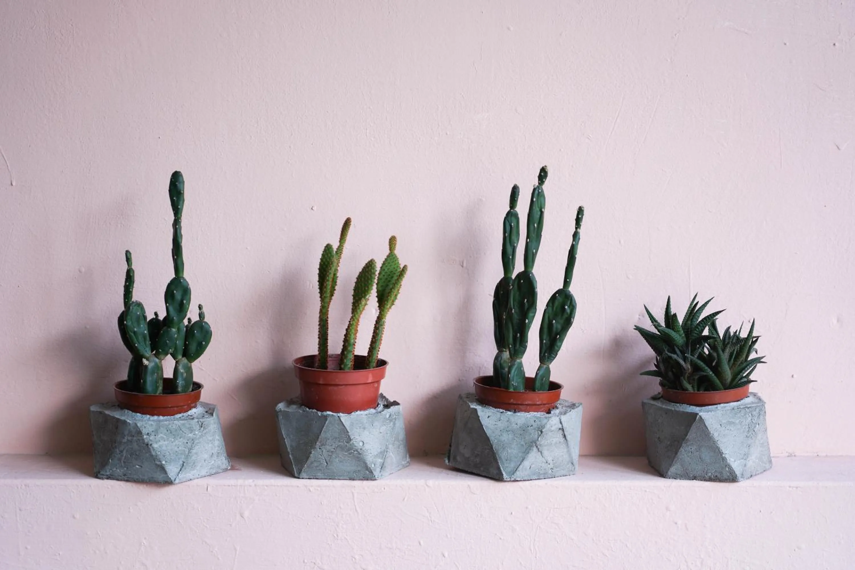 Dulan The Travel Bug Bistro Inn