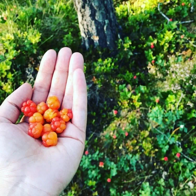 Day in Sälens Högfjällshotell