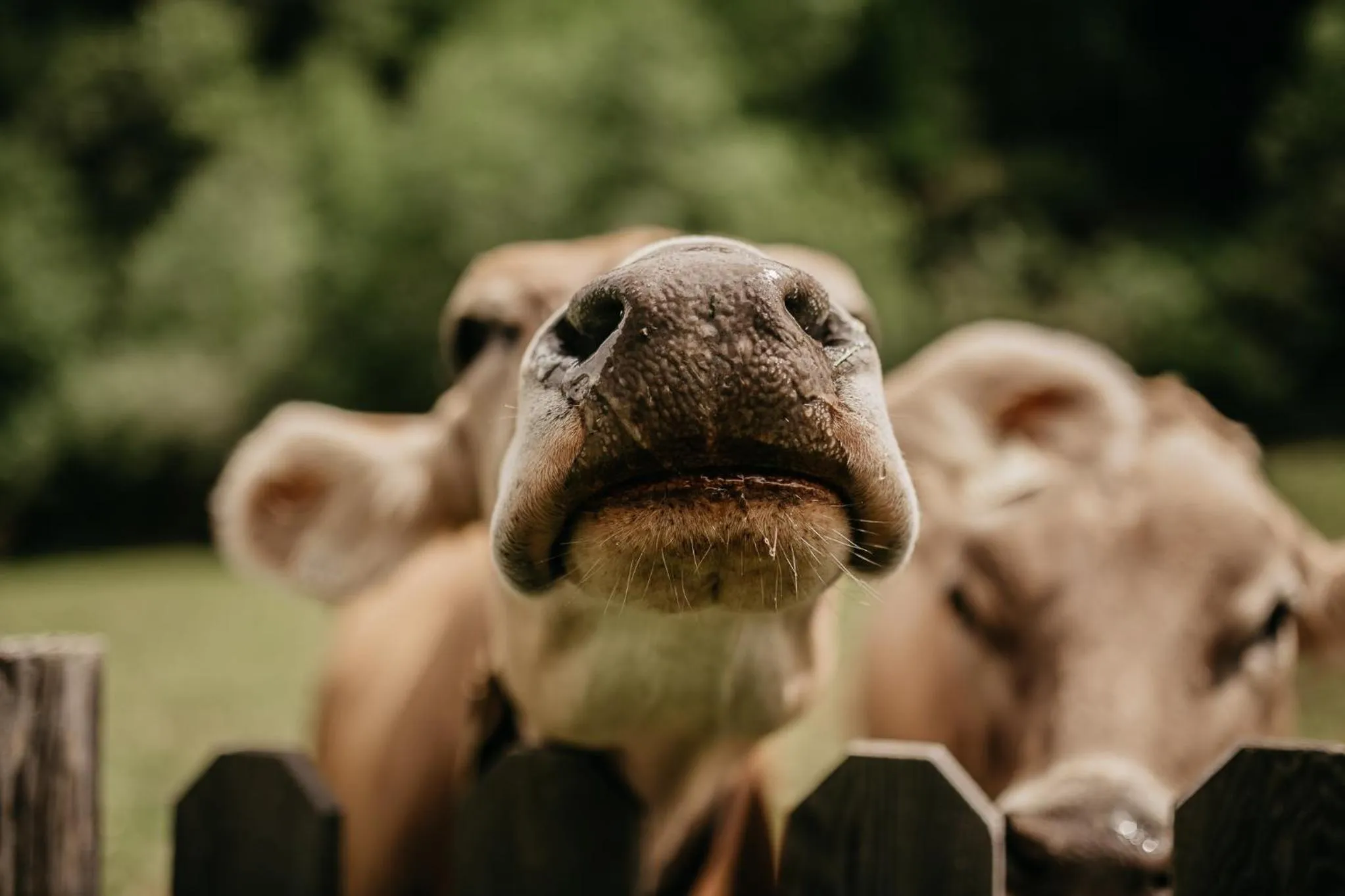 Animals in Mari Pop Hotel