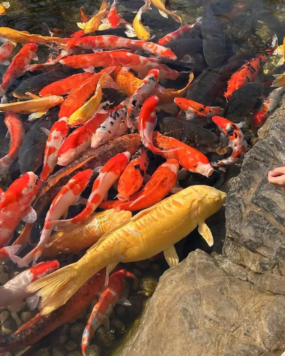 Animals in Wyndham Qingdao l Free Fixed-Time Shuttle Service Between Hotel and Airport & North Railway Station l Outdoor Children's Amusement Park l 1-Hour Play Snooker or Table Tennis