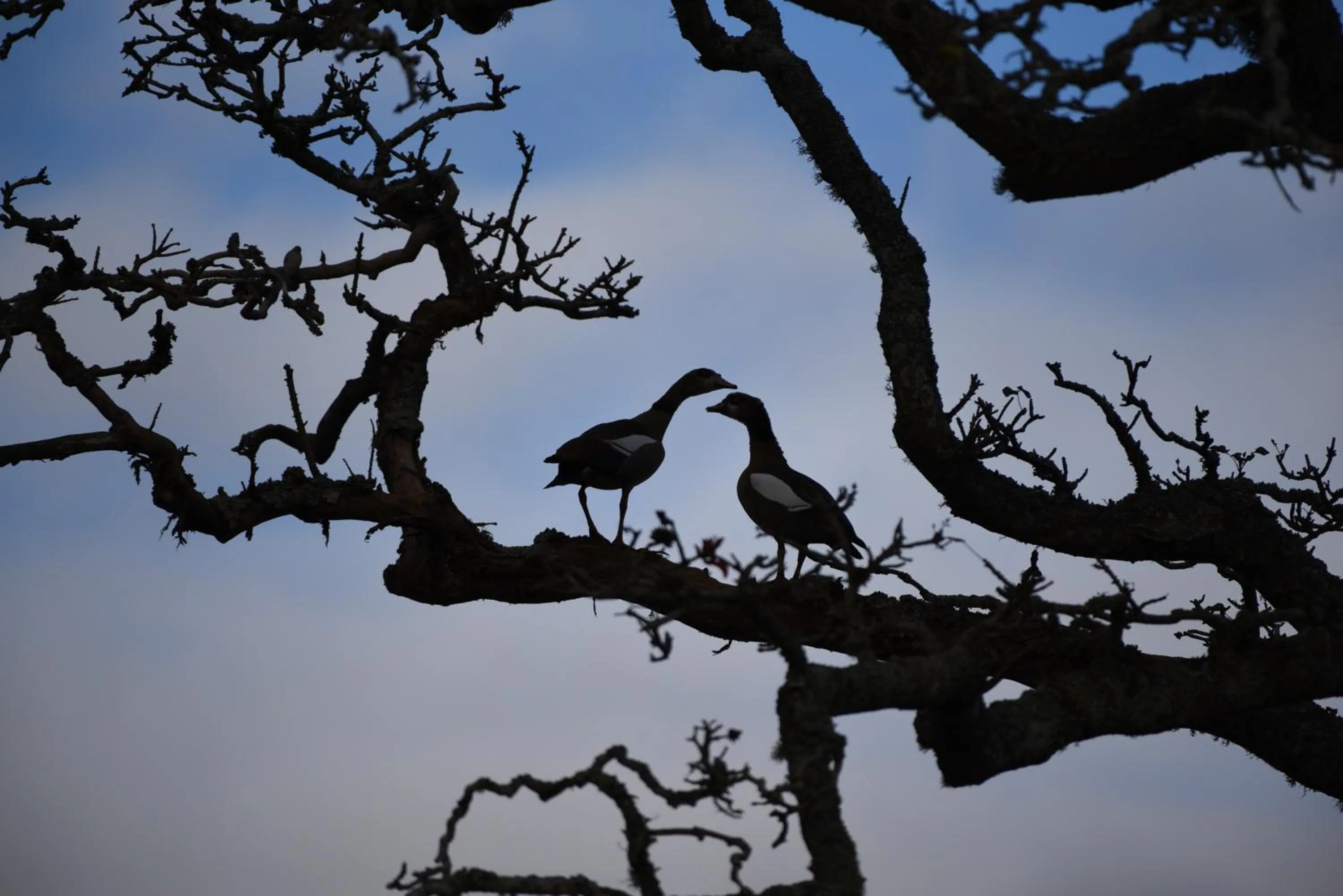 Burlington Bush Cottages by The Oyster Collection