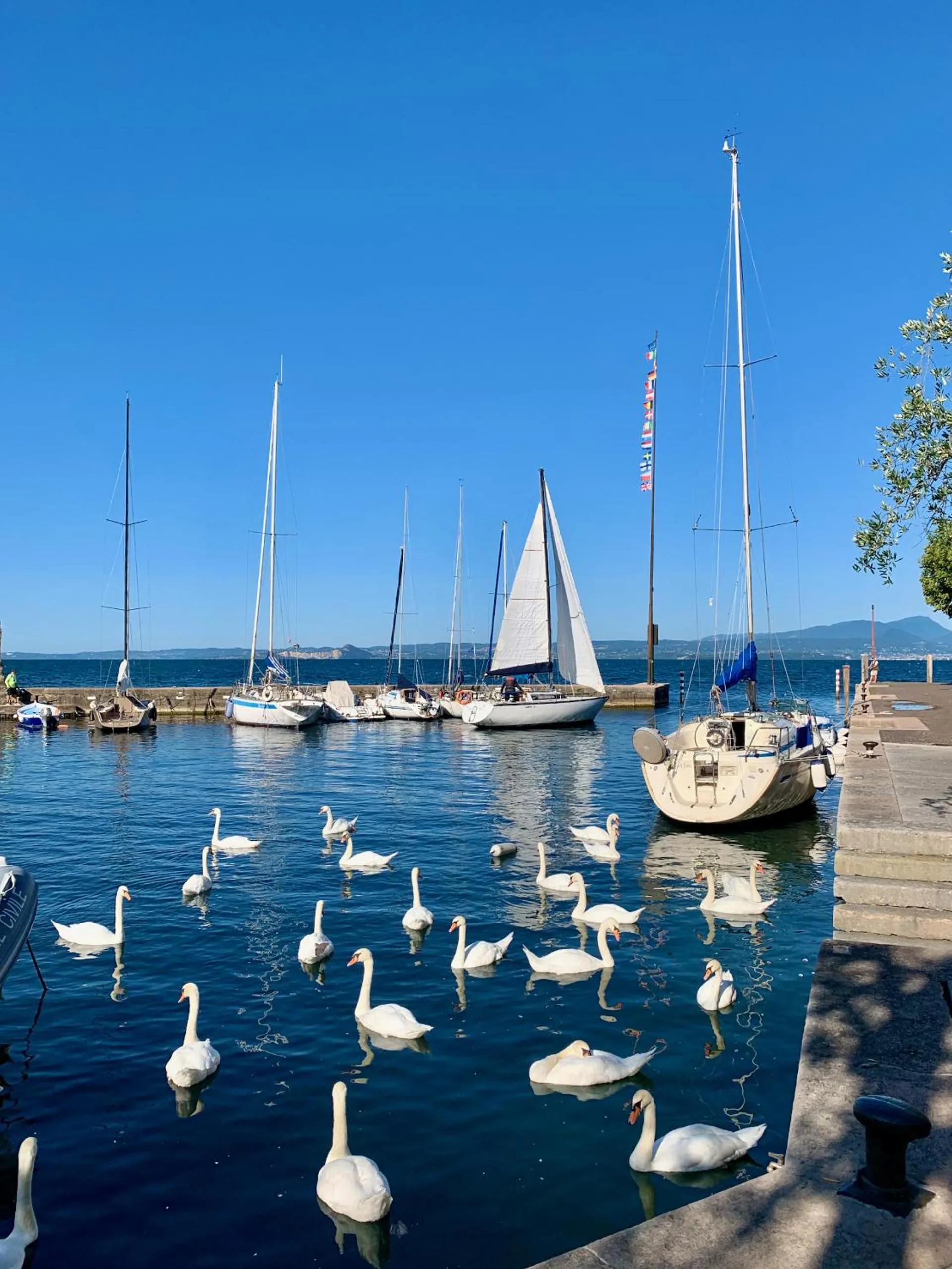 Animals in Albergo Gardesana