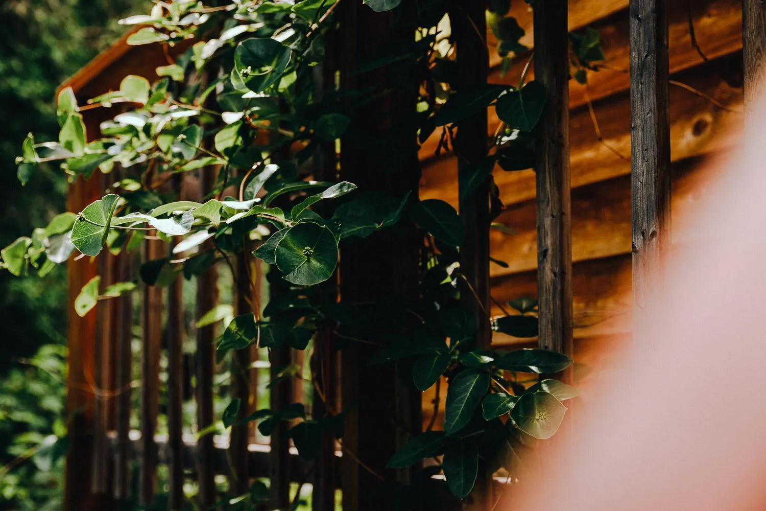 Patio in Canopée Lit