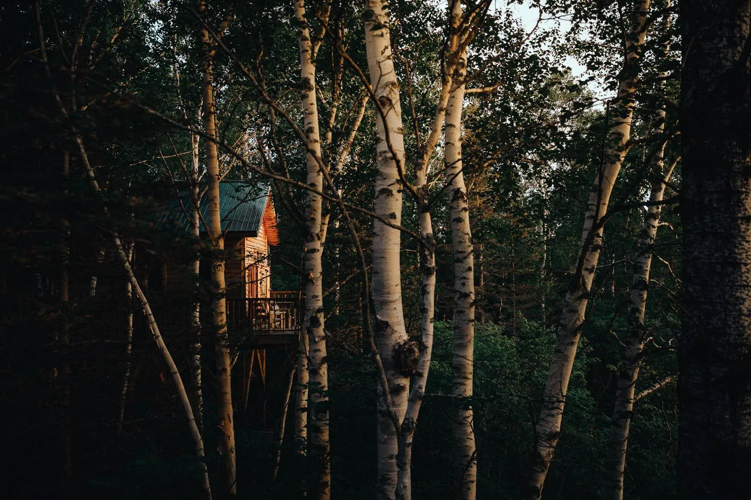 Natural landscape in Canopée Lit