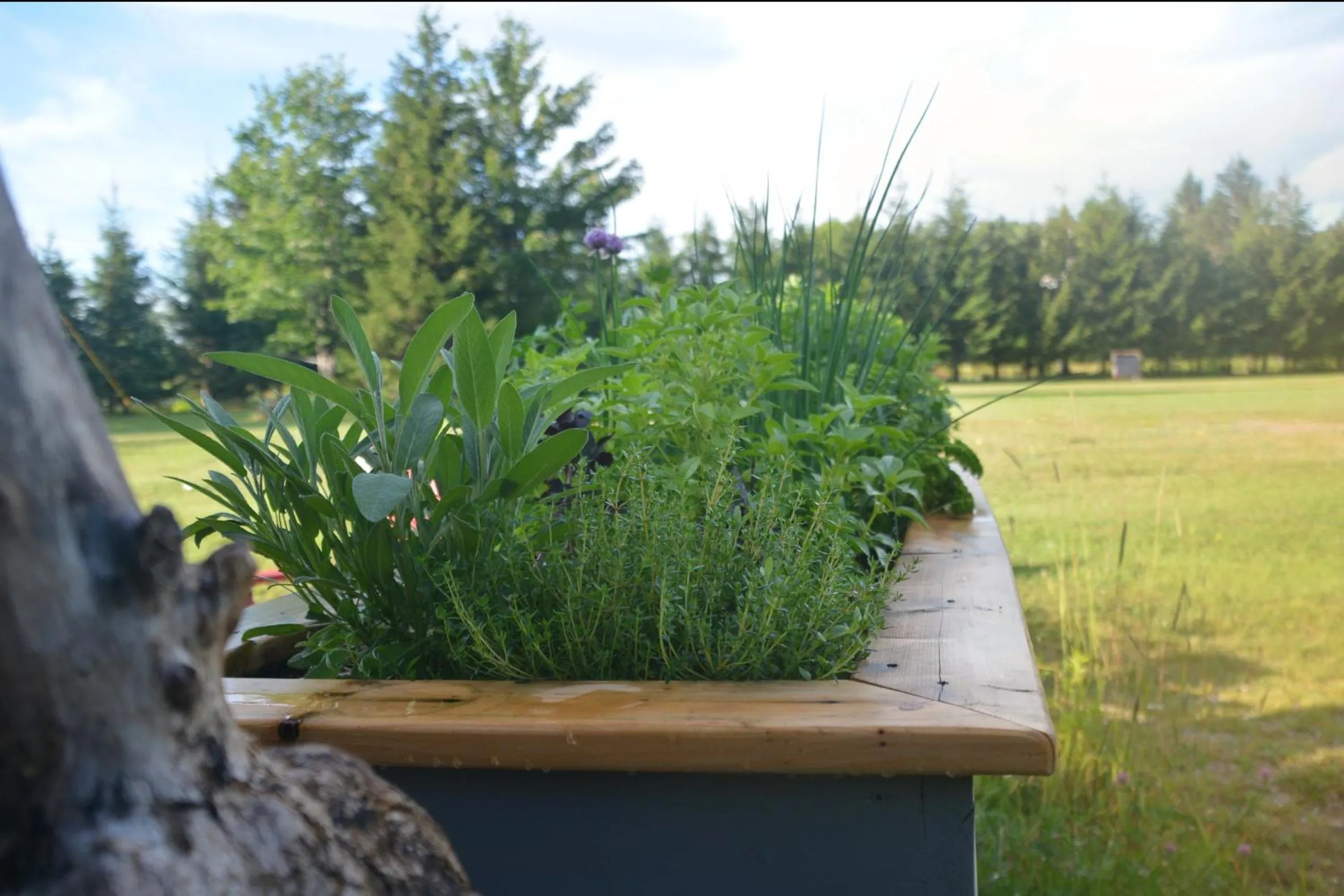 Patio in Canopée Lit