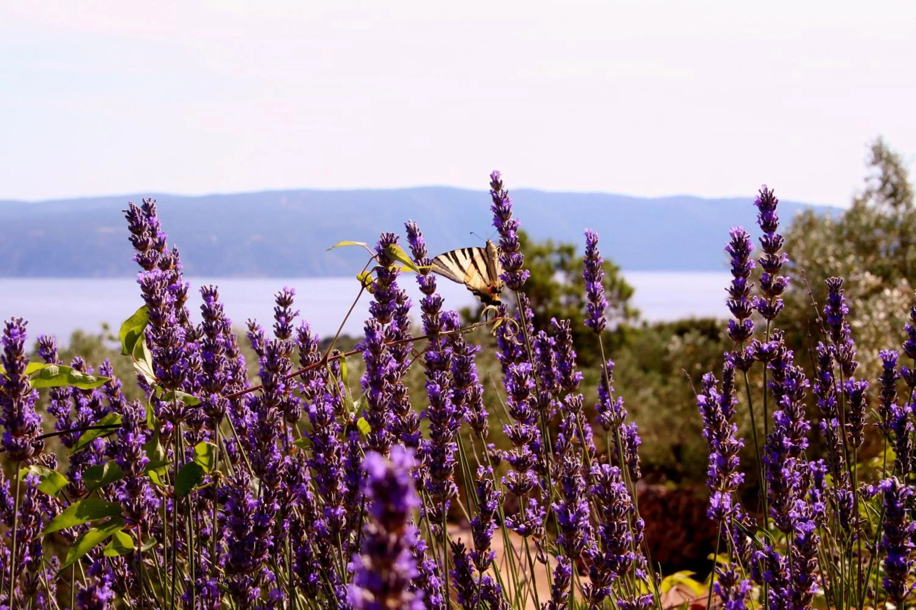 Natural landscape in Boutique B&B Agroturizam Sv. Juraj
