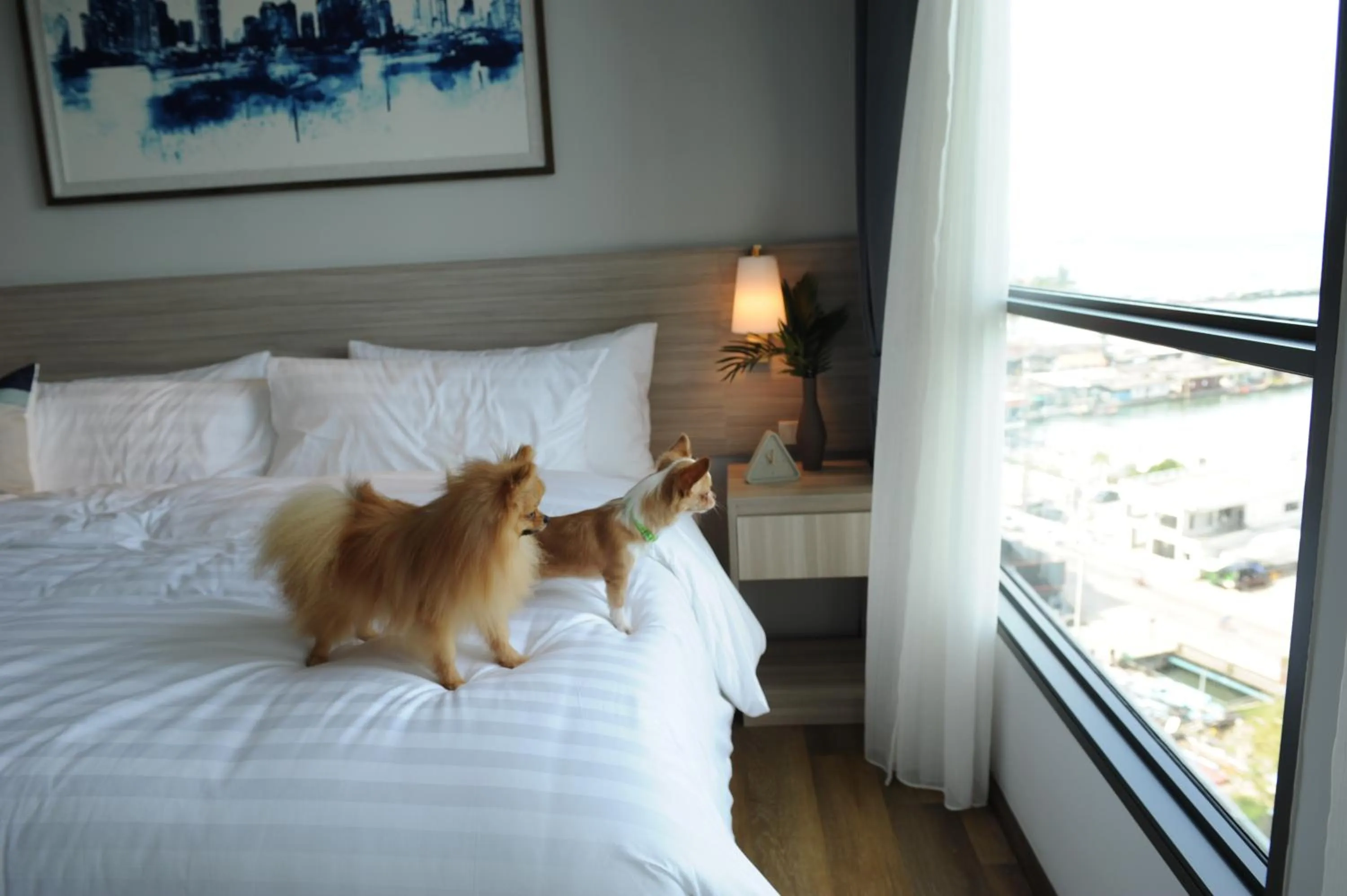 Pets, Bed in Oakwood Hotel & Residence Sri Racha