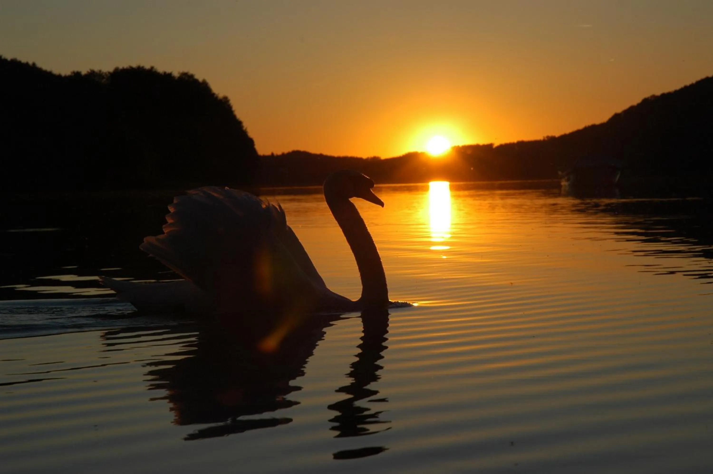 Other in Vogl's Nest