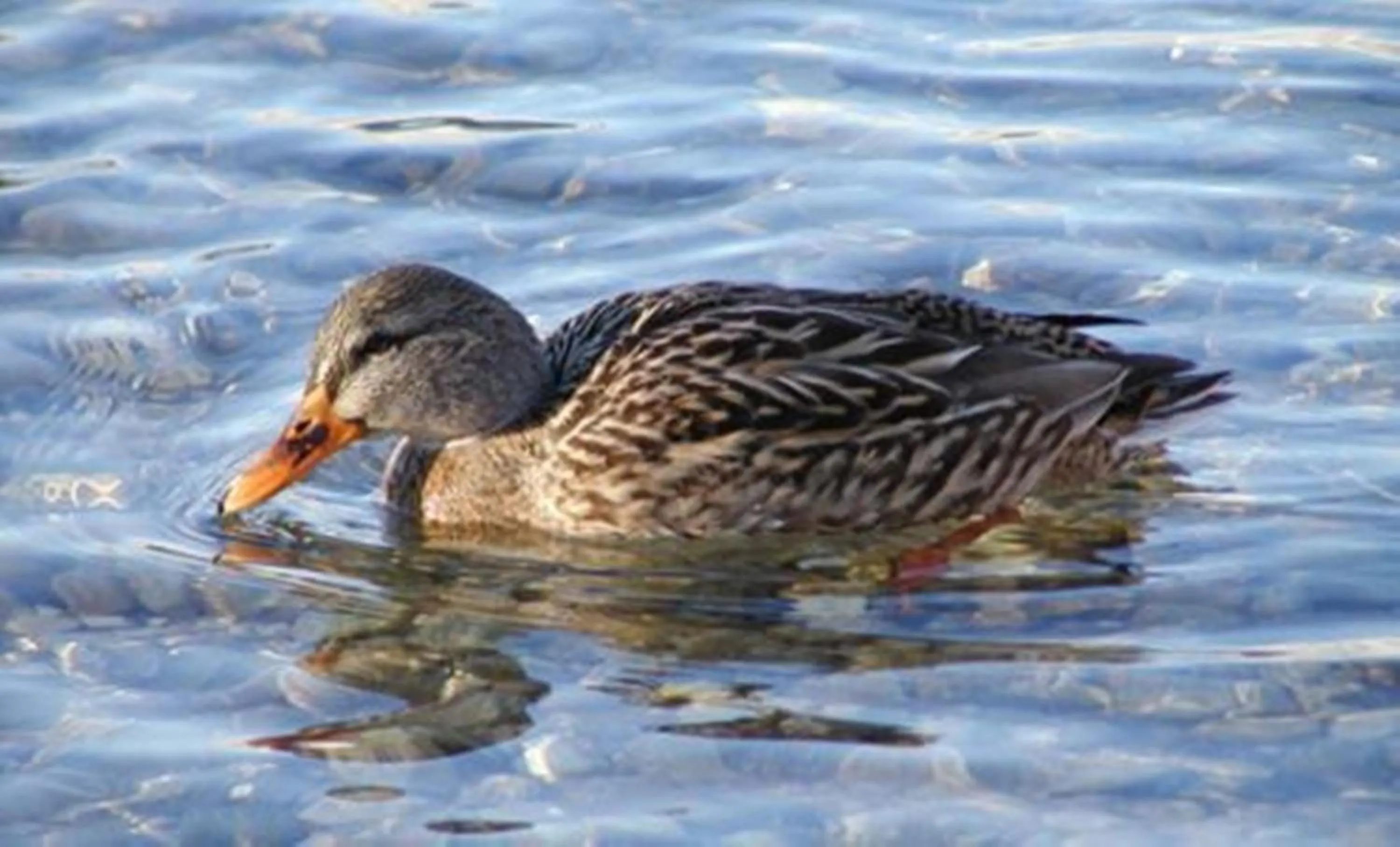 Other in Vogl's Nest