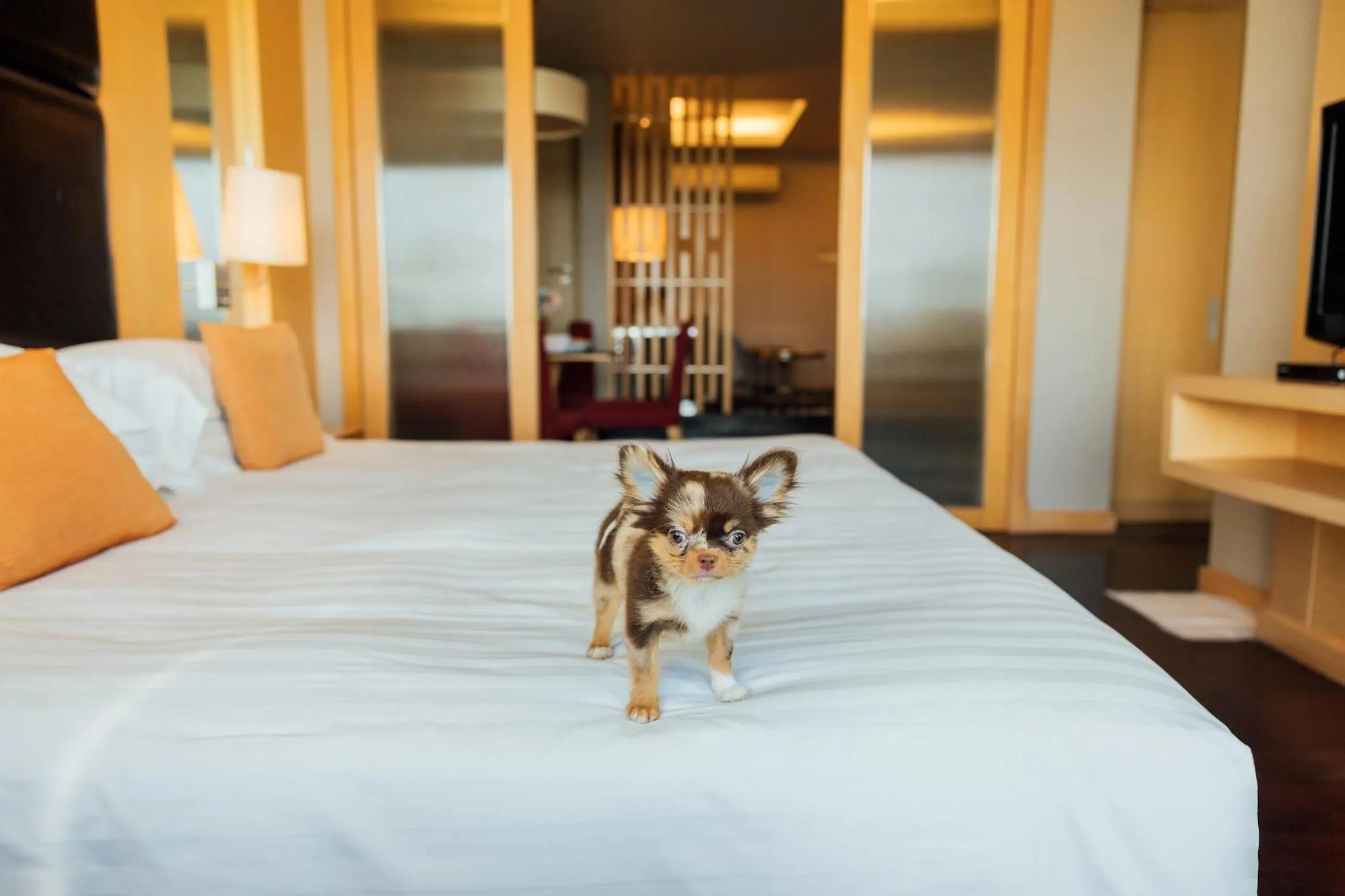 Pets, Bed in Sora Resort & Suites Sukhumvit