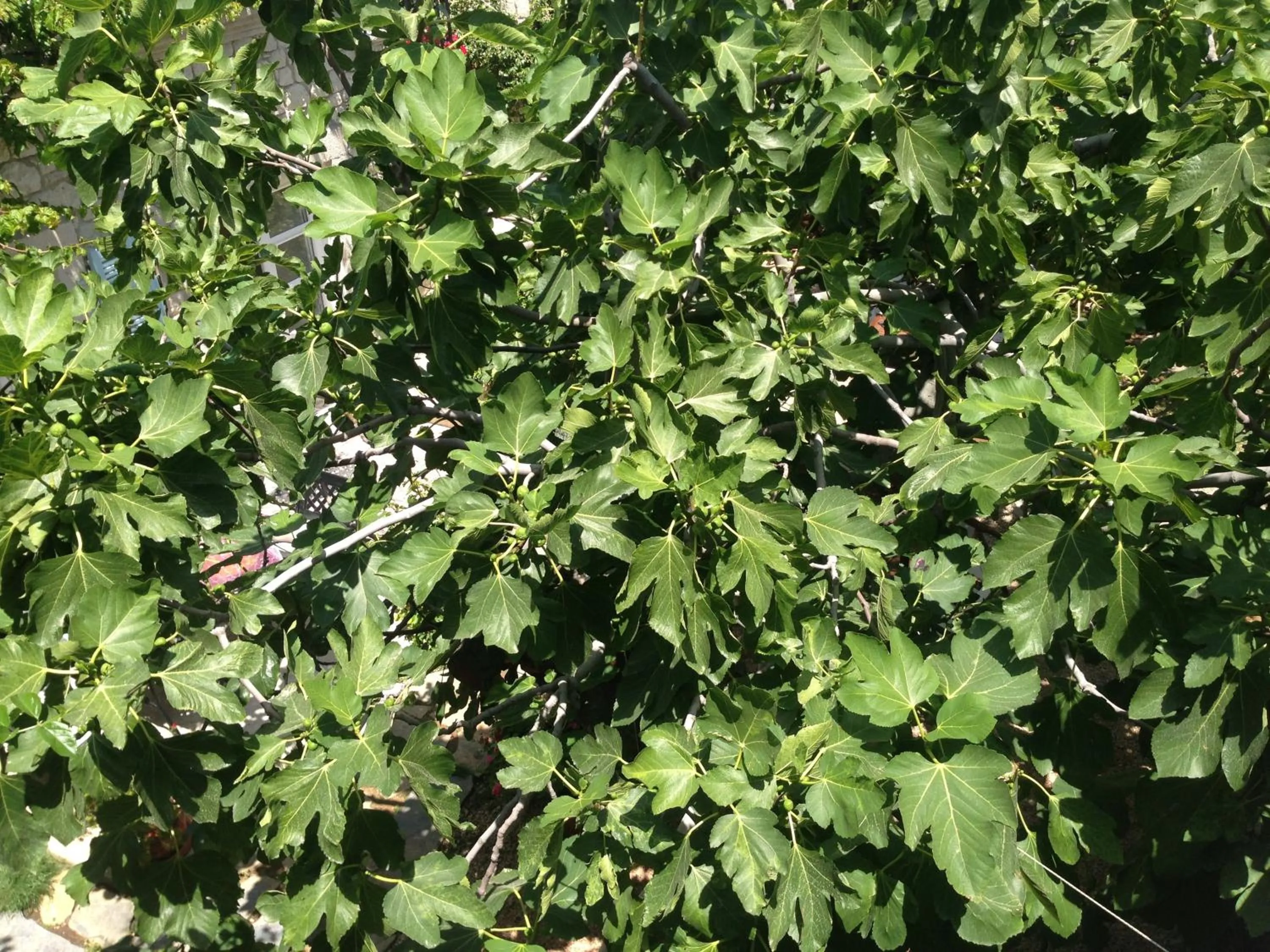 Garden in Incirliev - Special Category