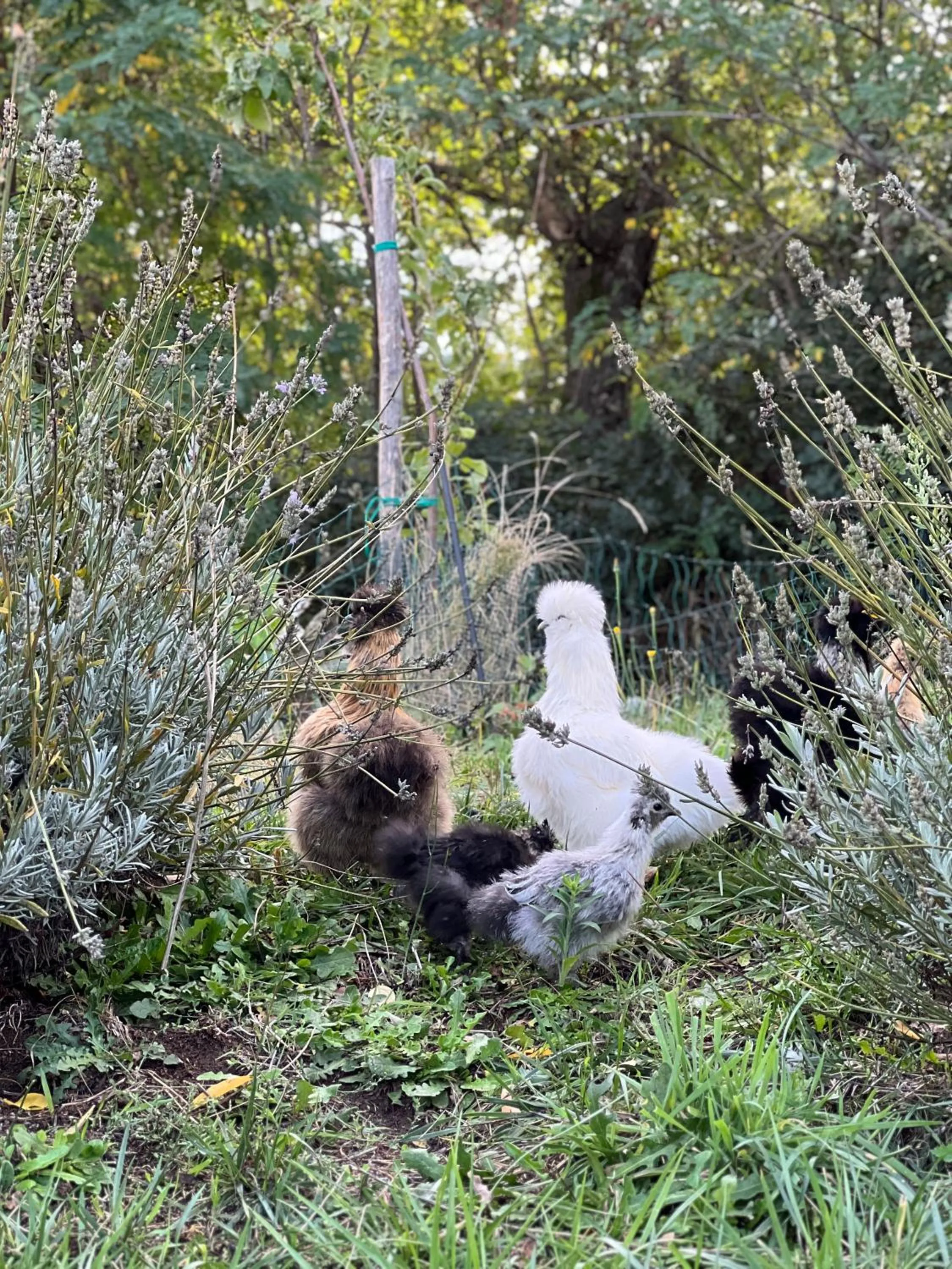 Animals in B&B Podere Legnotorto