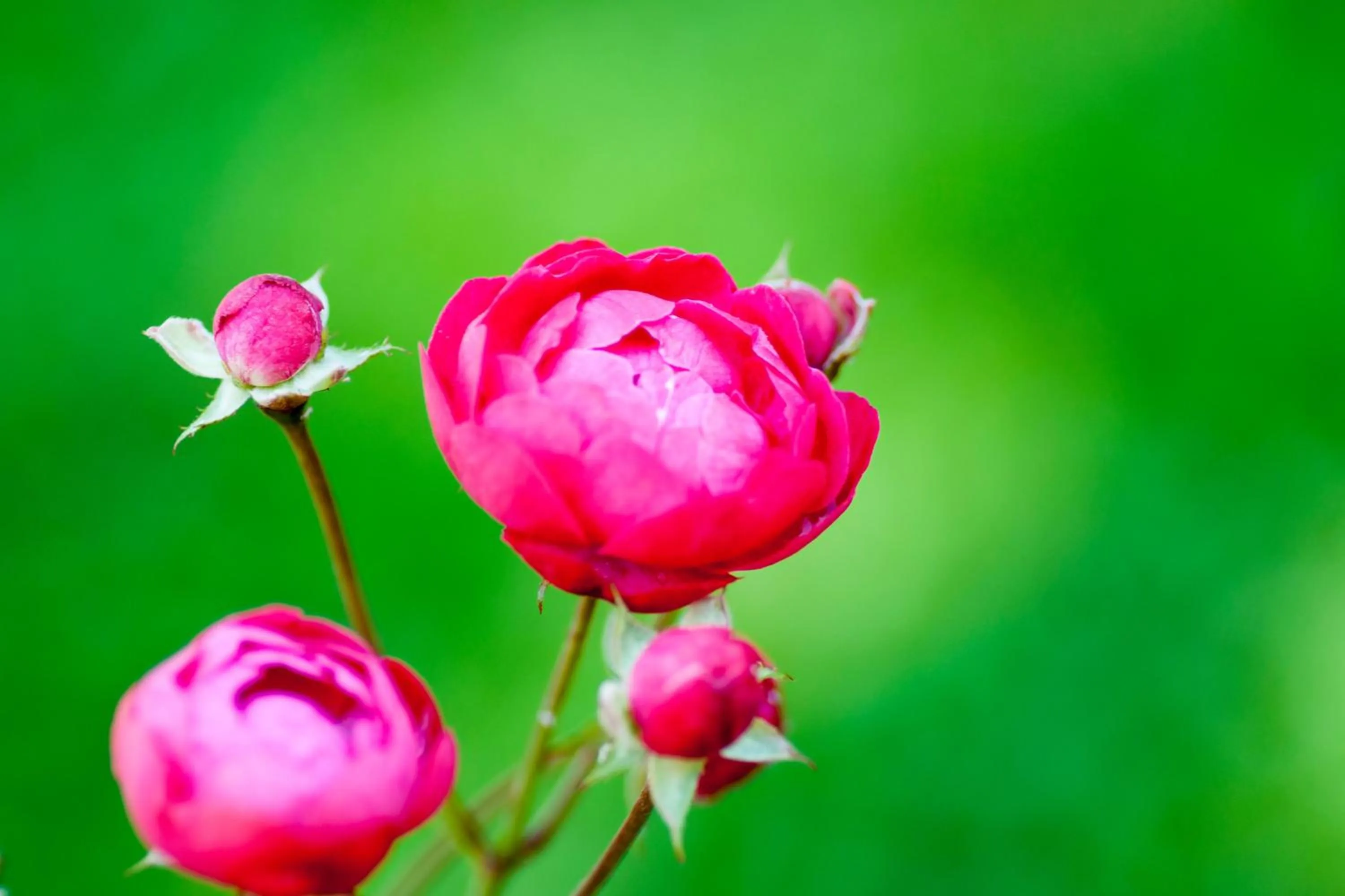 Garden in Heritage Hotel Martinis Marchi