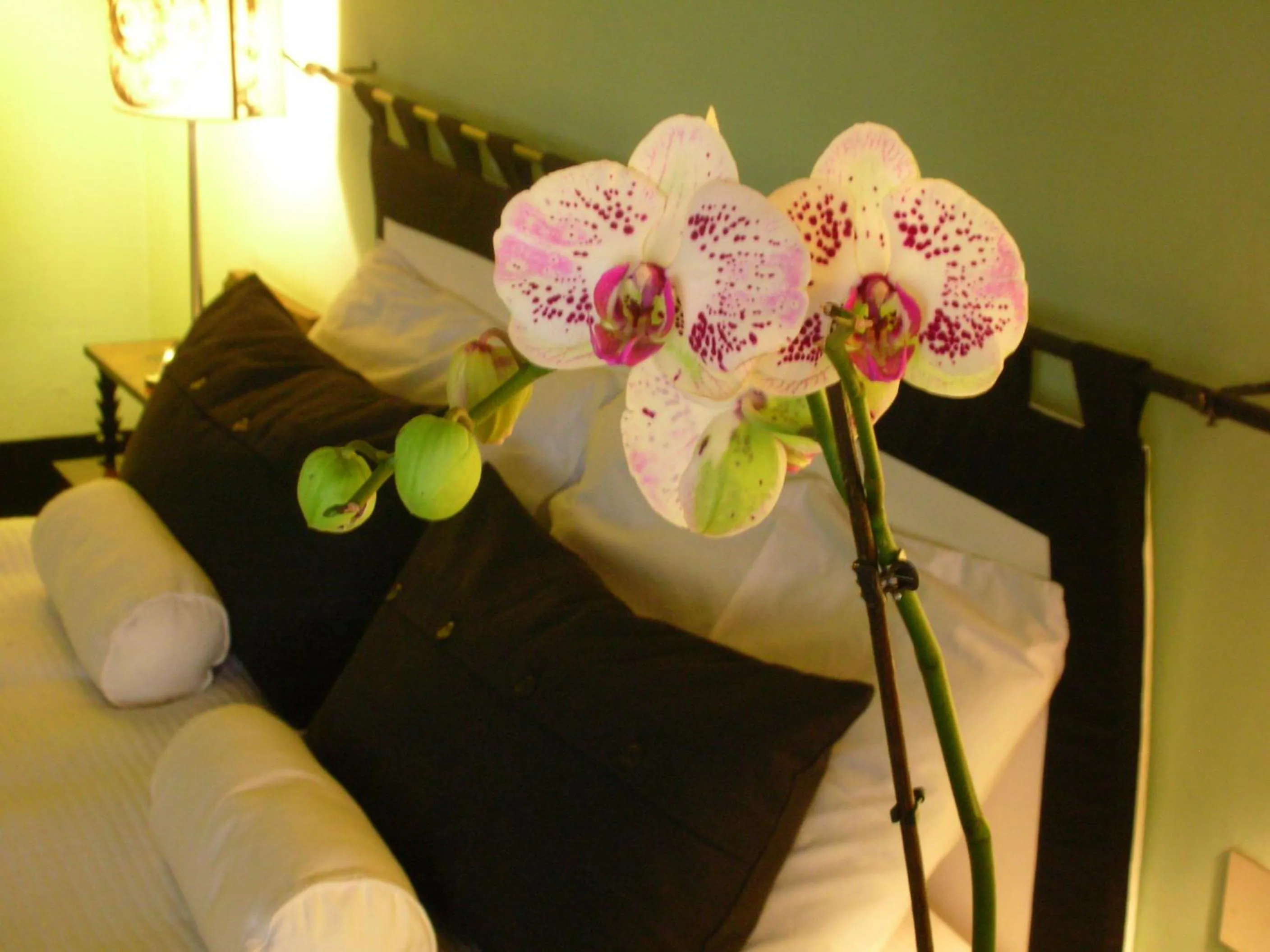 Bed in Alberghino B&B