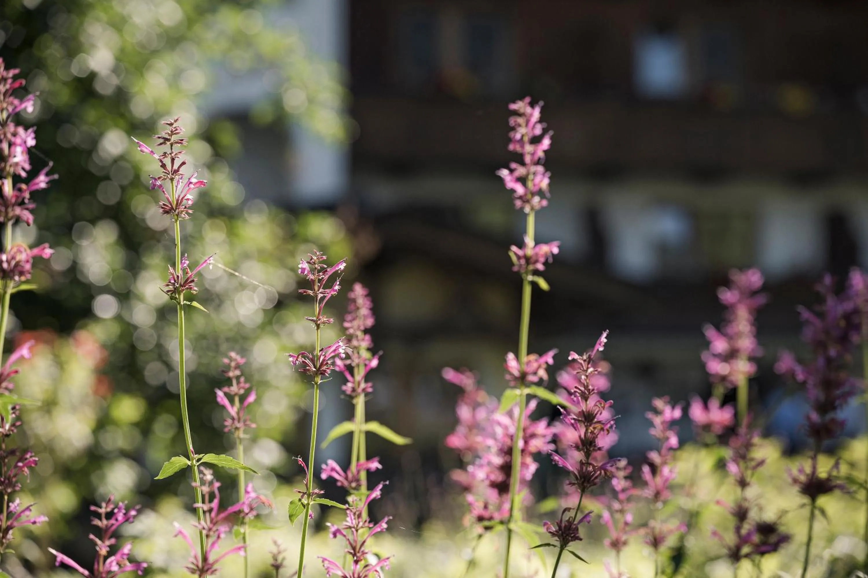 Garden in Biohotel Rastbichlhof
